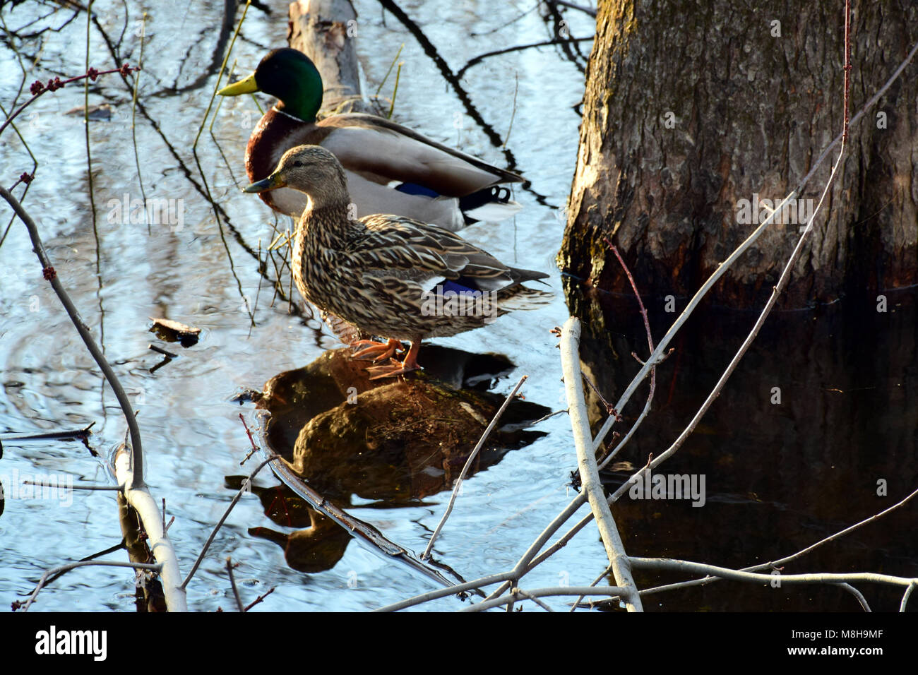 A couple of mallard ducks reflected on the water Stock Photo