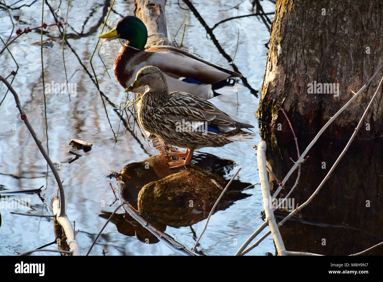 A couple of mallard ducks reflected on the water Stock Photo