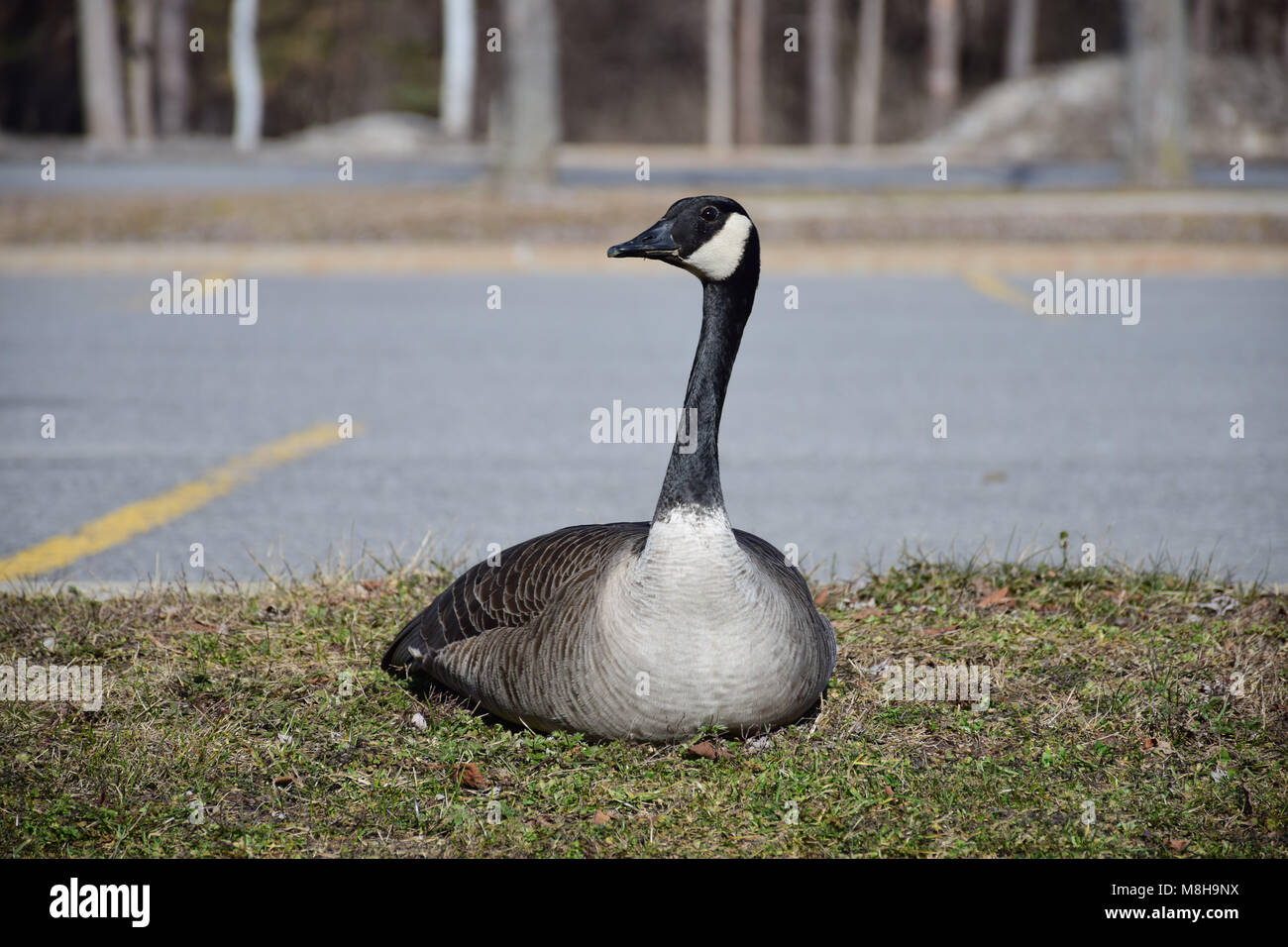 Canadian geese sitting in a parking lot Stock Photo