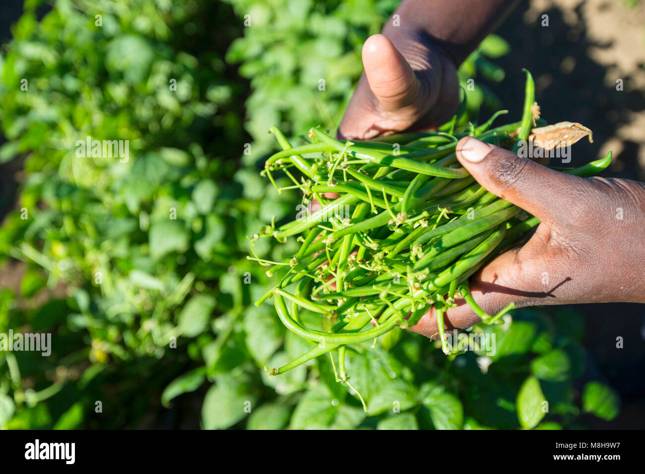 Vegetable farming in Zimbabwe Stock Photo - Alamy