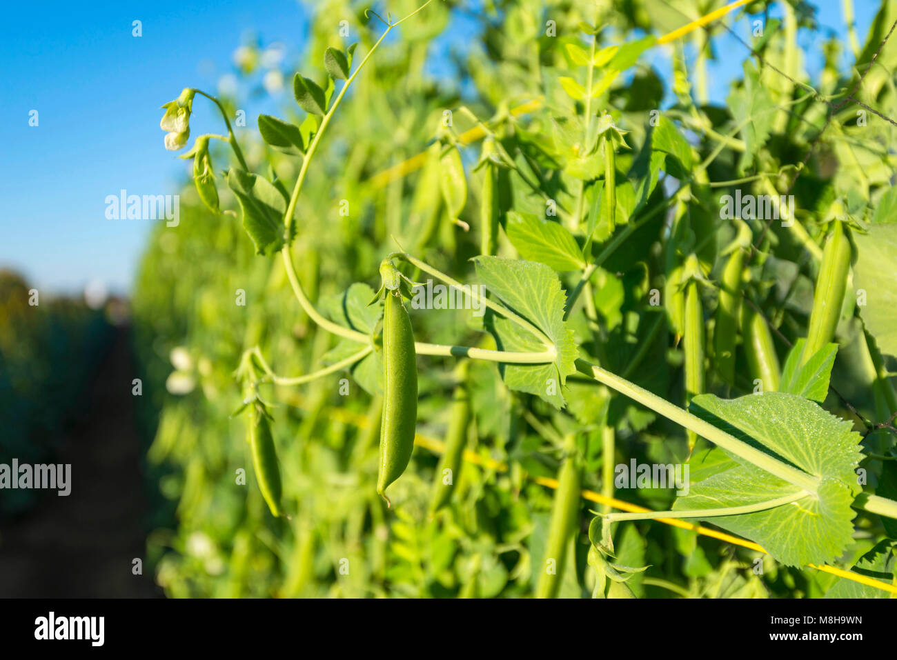 A commercial vegetable farm in Zimbabwe Stock Photo - Alamy
