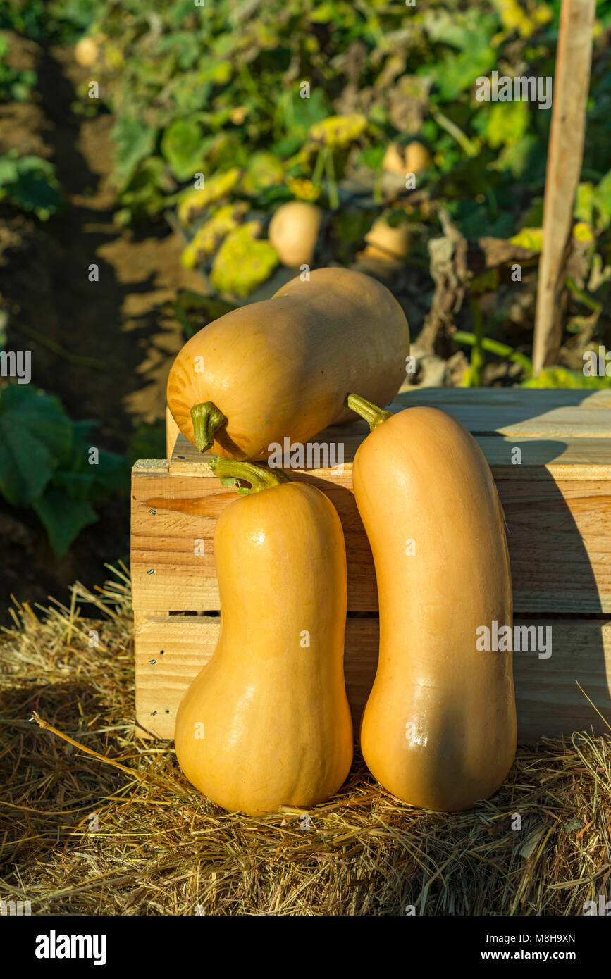 A commercial vegetable farm in Zimbabwe Stock Photo Alamy