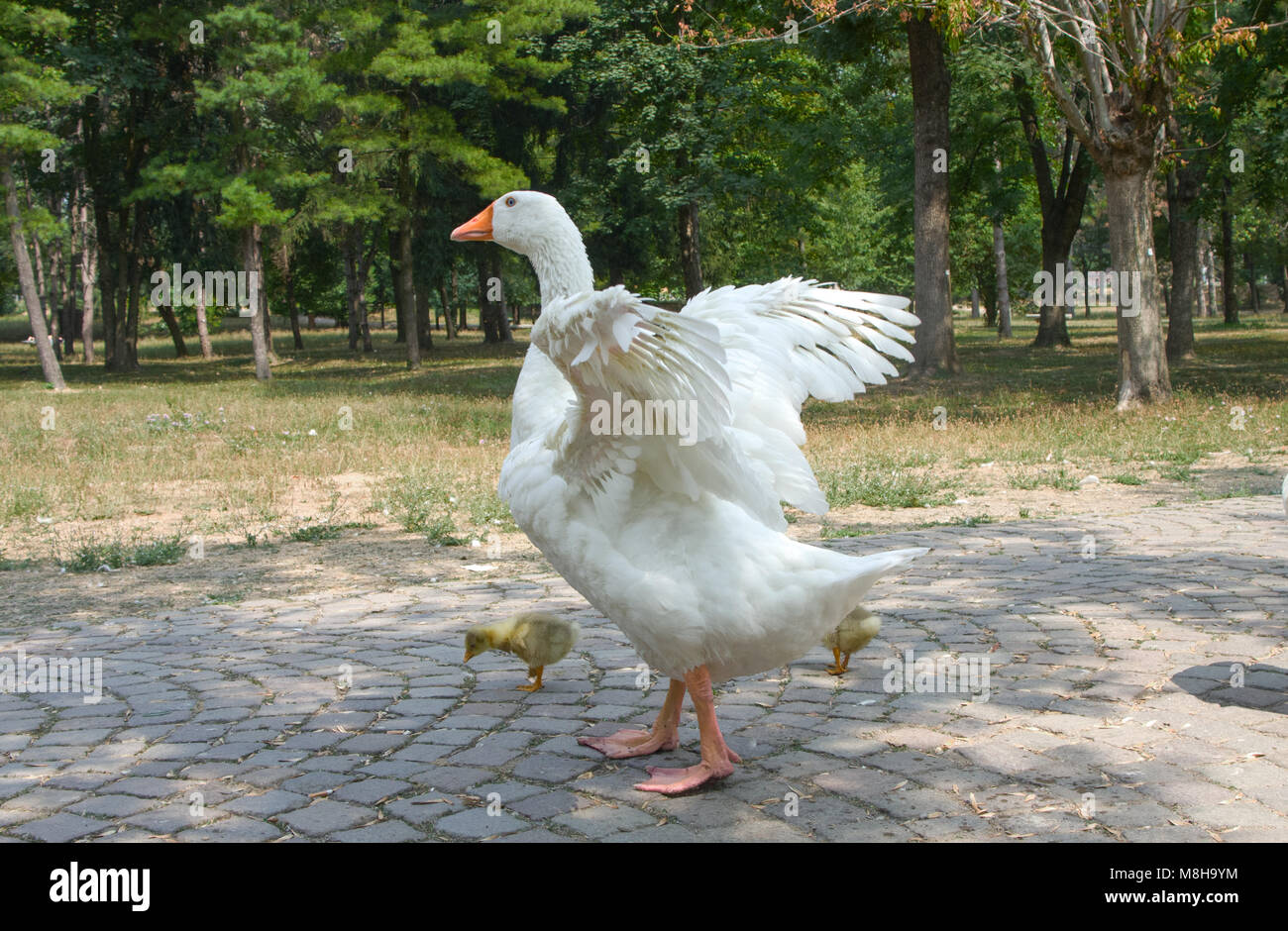 a large white goose watches over his chicks Stock Photo