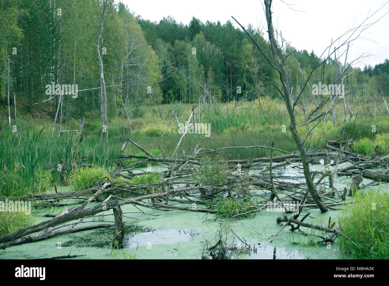 Impenetrable swamp in the Siberia noon Stock Photo - Alamy