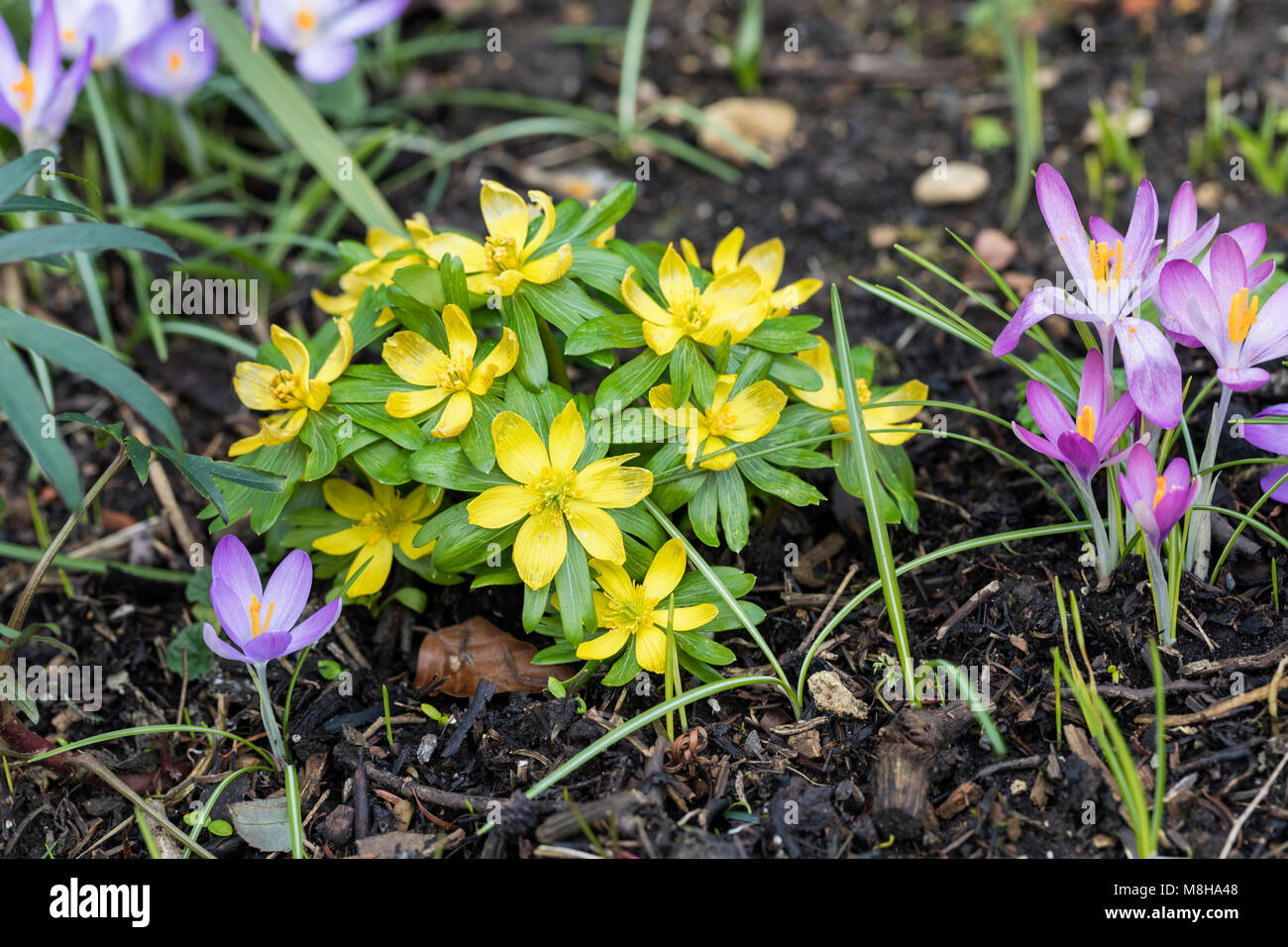 Close up of Winter aconite flowering in February among crocuses in an English garden, UK Stock Photo