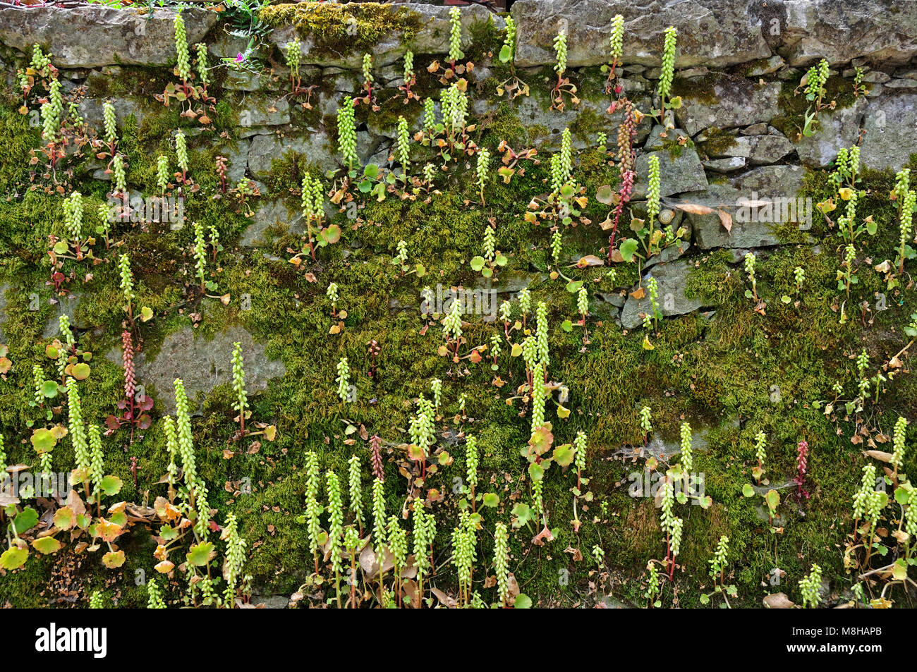 Moss on an old wall. Sintra, Portugal Stock Photo
