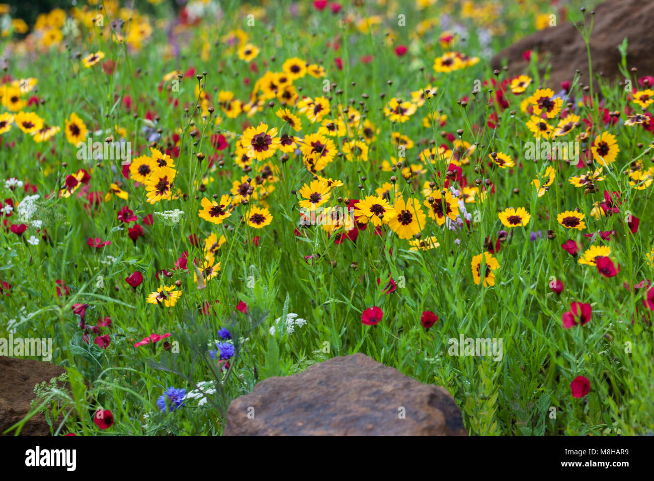 Blue yellow summer flower border hi-res stock photography and images ...