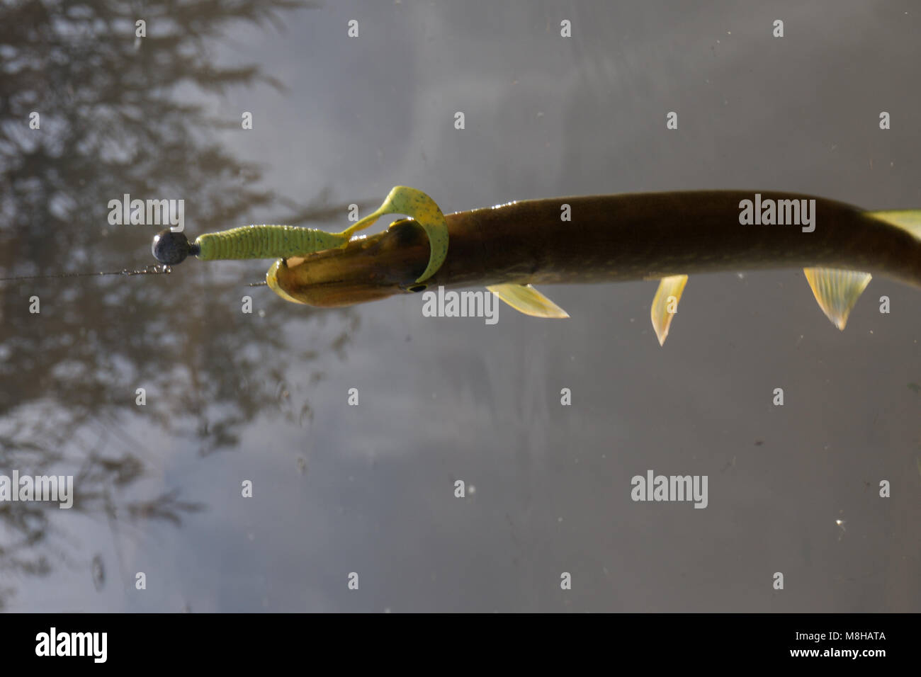 Pike Fishing Spinning Summer Pike Catching Stock Photo Alamy