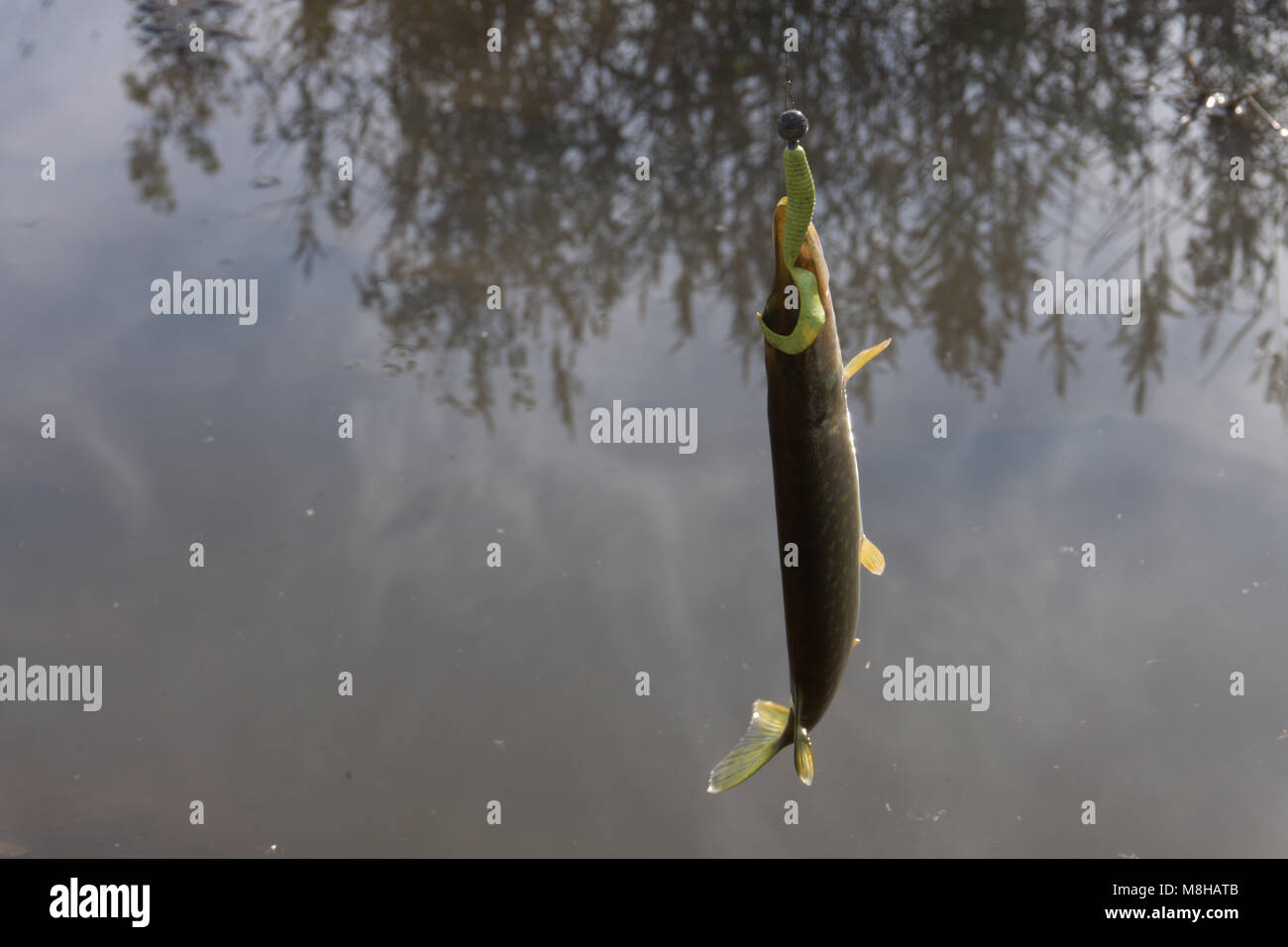 Pike caught on wobbler. Fishing on the lake Stock Photo