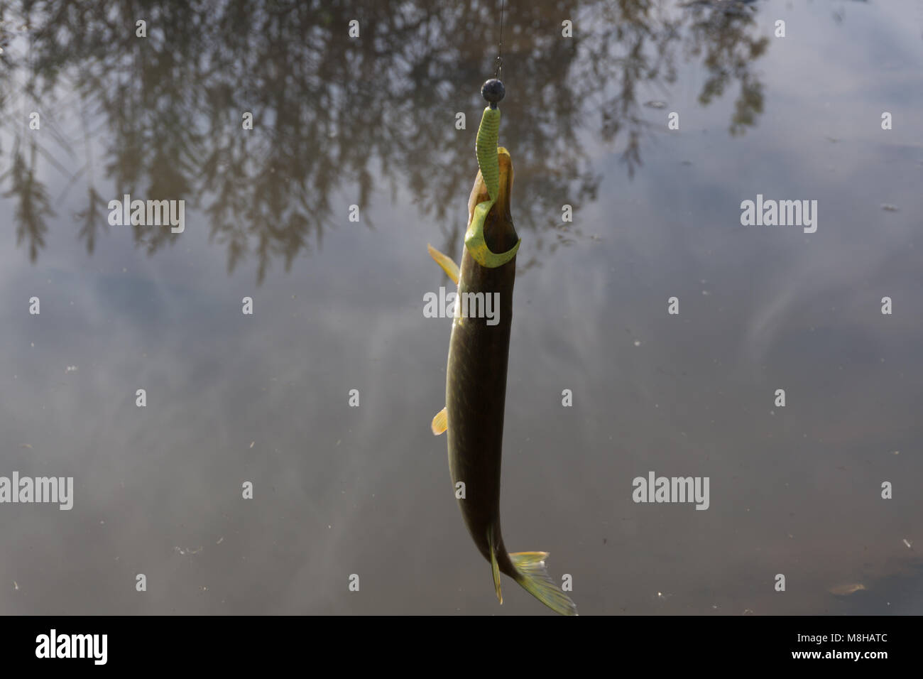 Hooked northern pike caught by a flyfisherman with a colorful pike fishing fly on its mouth October cloudy day at the Baltic Sea in archipelago of Sou Stock Photo