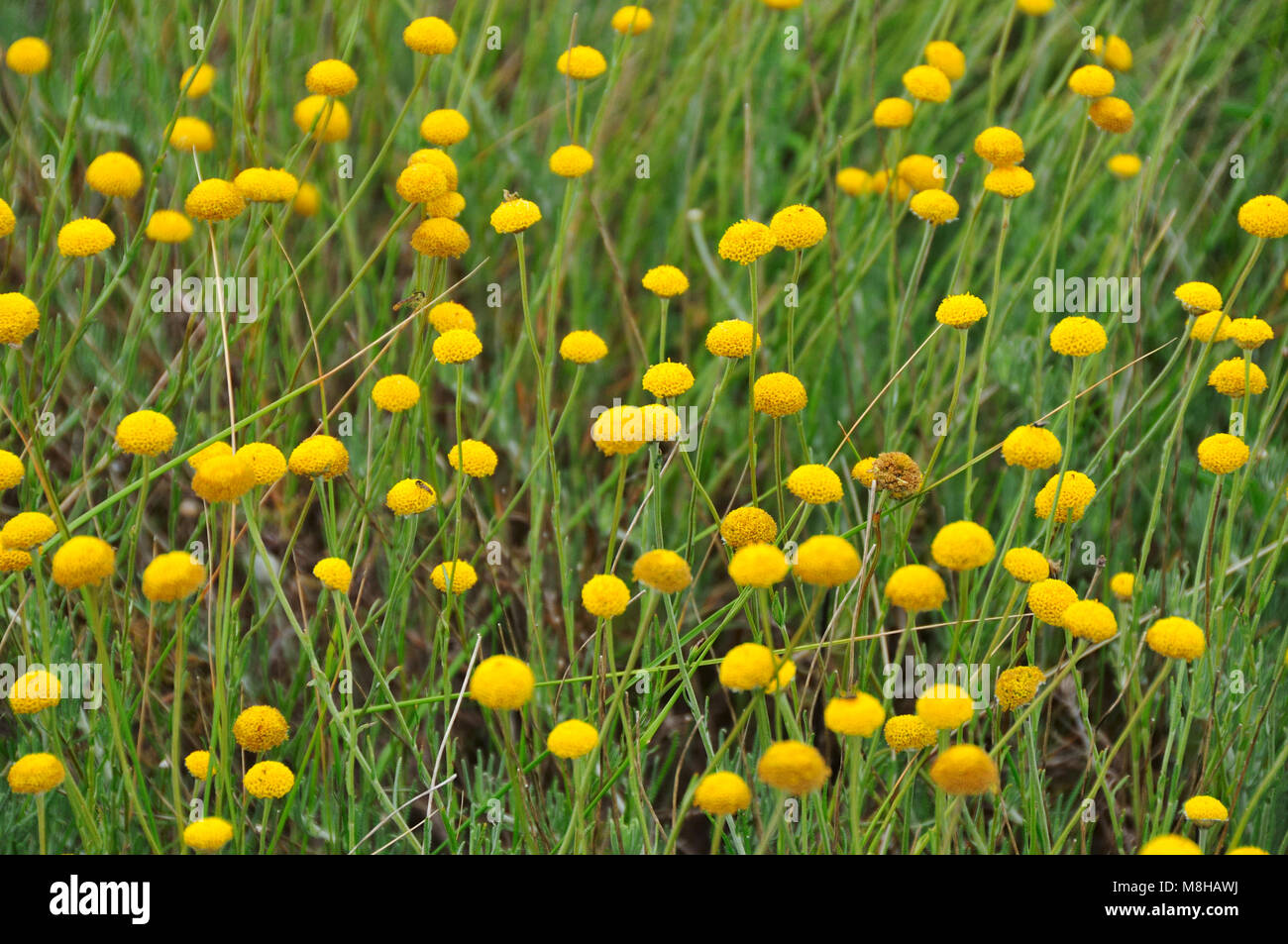 Spring in yellow, in the Arrábida Nature Park. Portugal Stock Photo