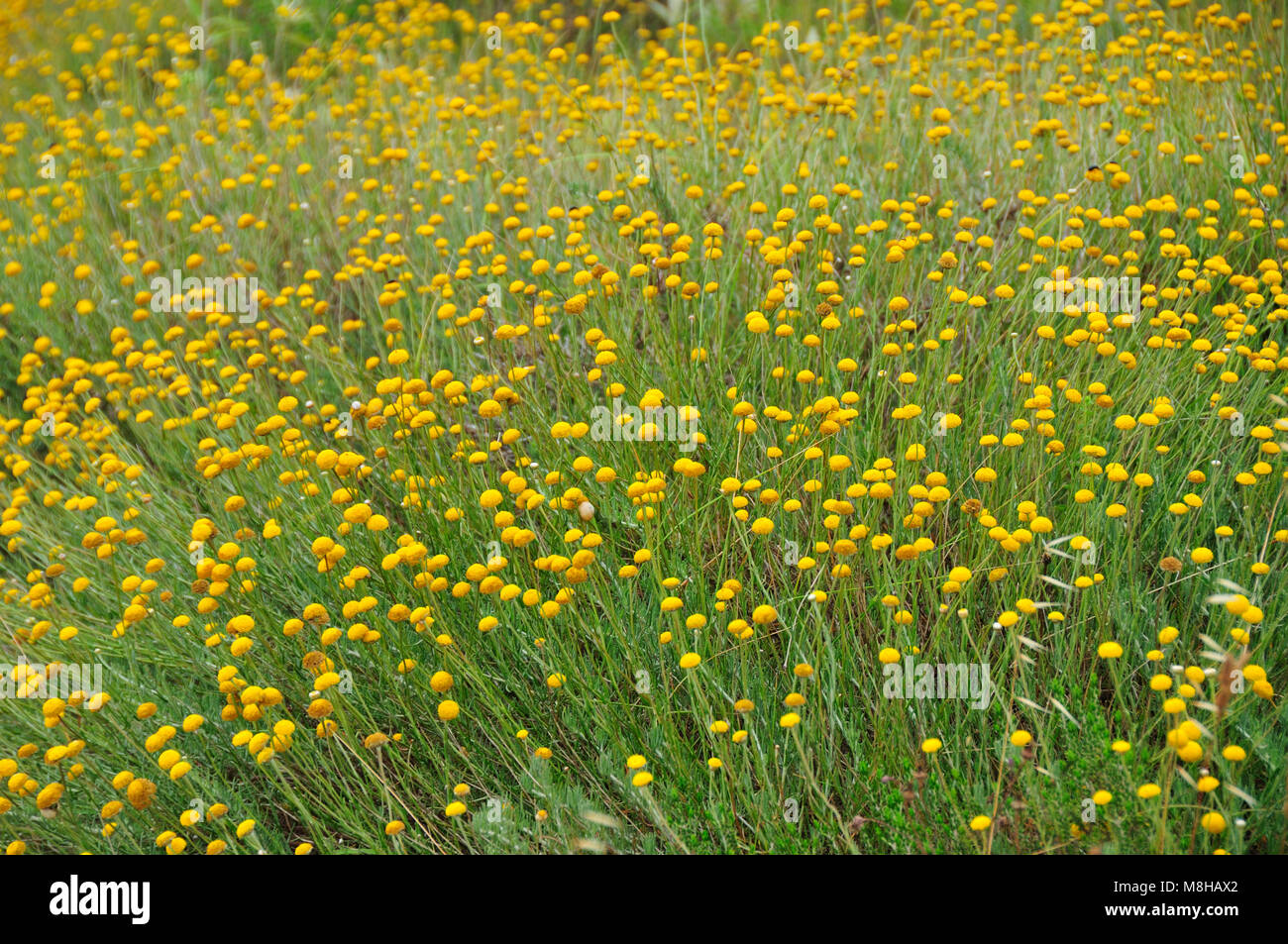 Spring in yellow, in the Arrábida Nature Park. Portugal Stock Photo