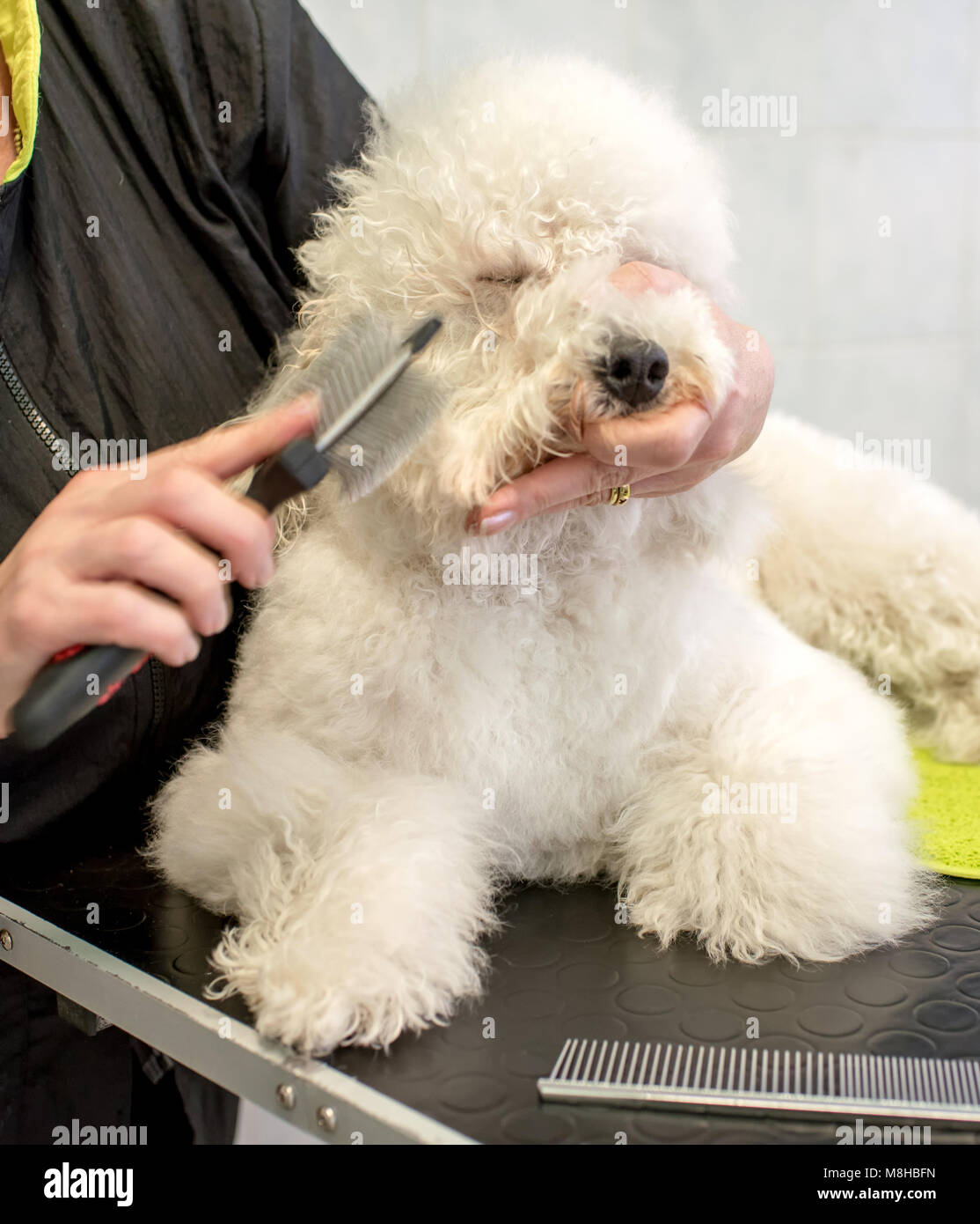 Person brushing fluffy Bichon Frise dog head Stock Photo