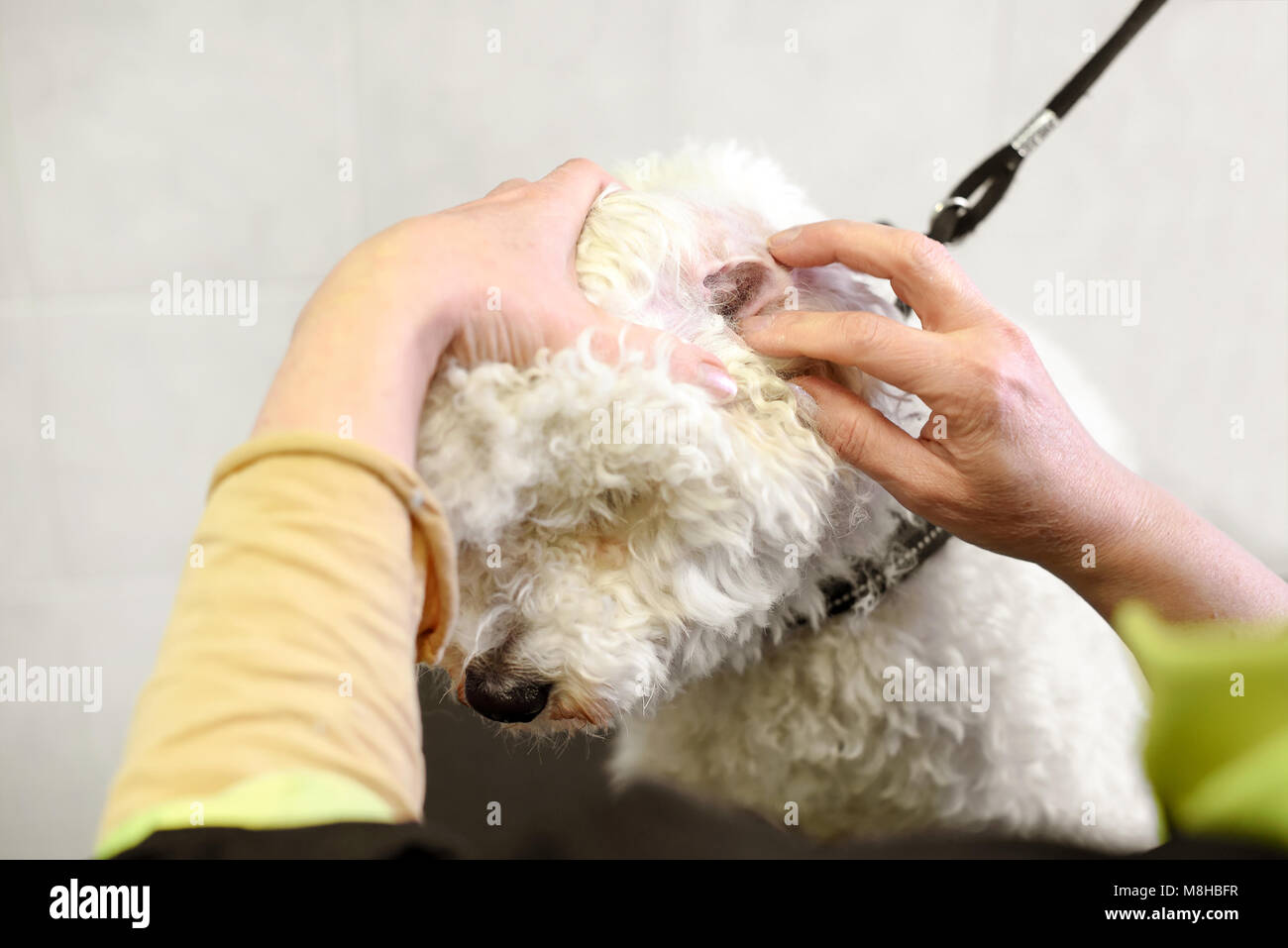 Cleaning poodle ear in animal beauty salon Stock Photo Alamy