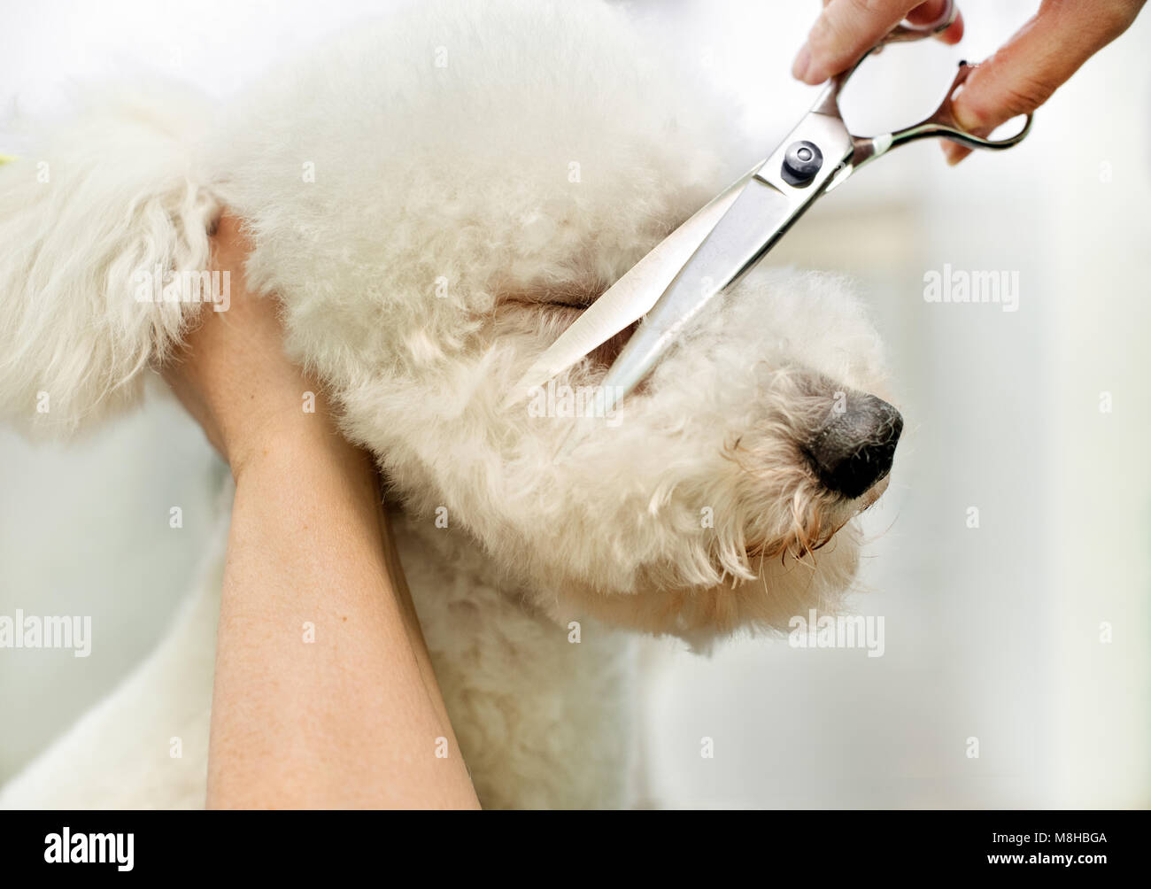 Groomer in a grooming salon trimming the long curly coat of a white dog with a pair of scissors cutting the hair on the nose between the eyes Stock Photo