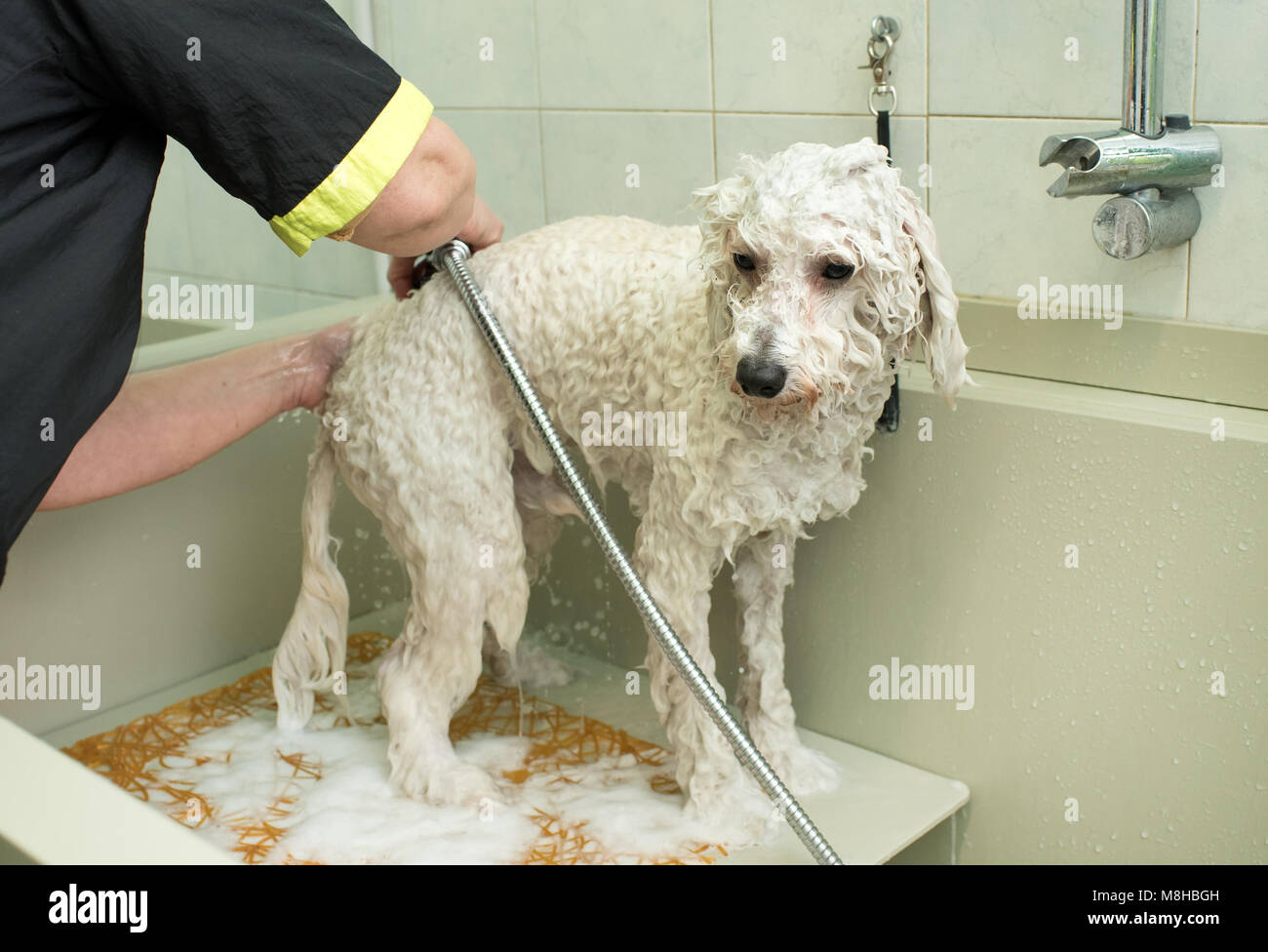 Мыло пудель. Помытый пудель. Пудель моется. Грумерский салон мытье собак. Пуделя мытьё пуделя.