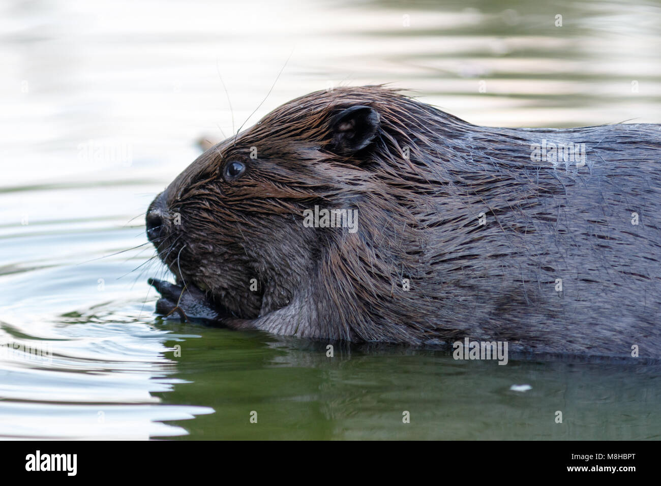 Castor fiber, Eurasian beaver. Russia, Moscow Stock Photo