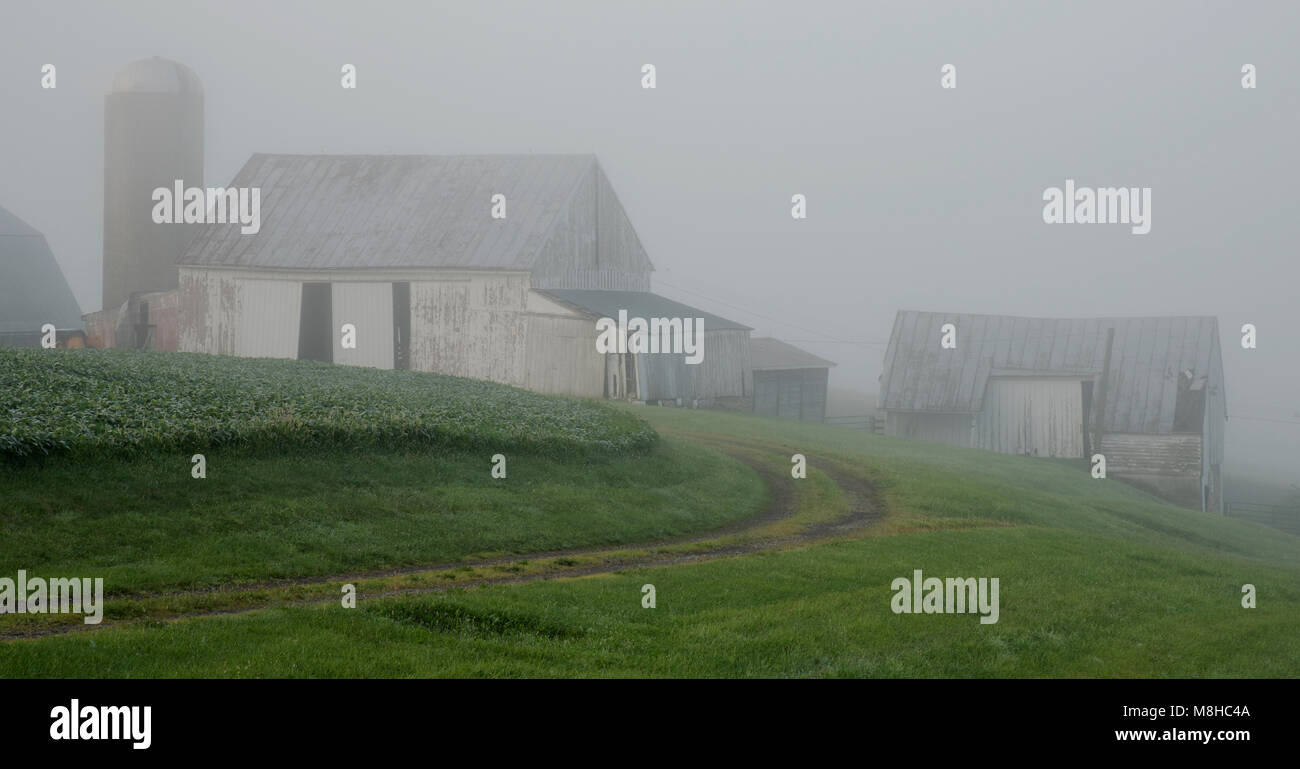 Barns and silo blend in with the fog on and early misty morning at the farm. The Soybean fields are green in the foreground. Stock Photo