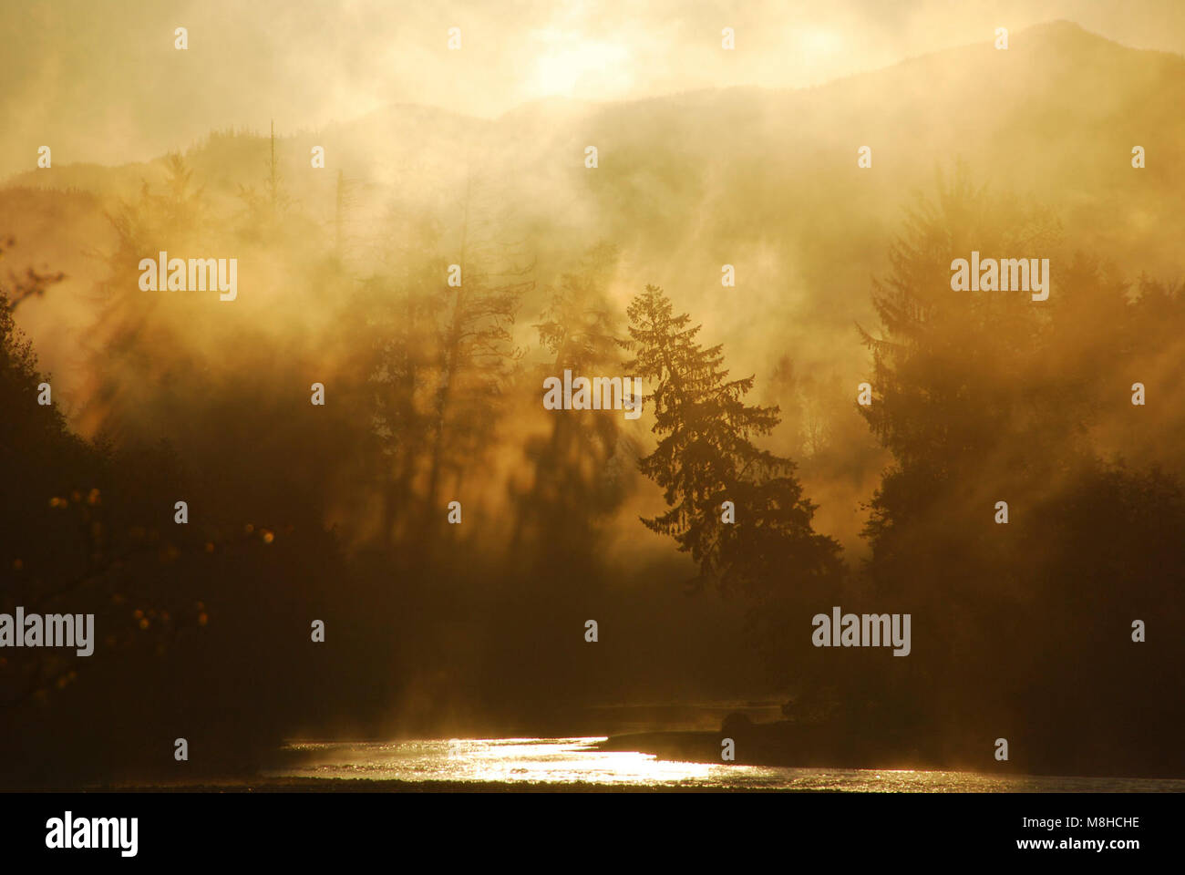 Hoh sunrise mist fog scenic j preston Stock Photo - Alamy