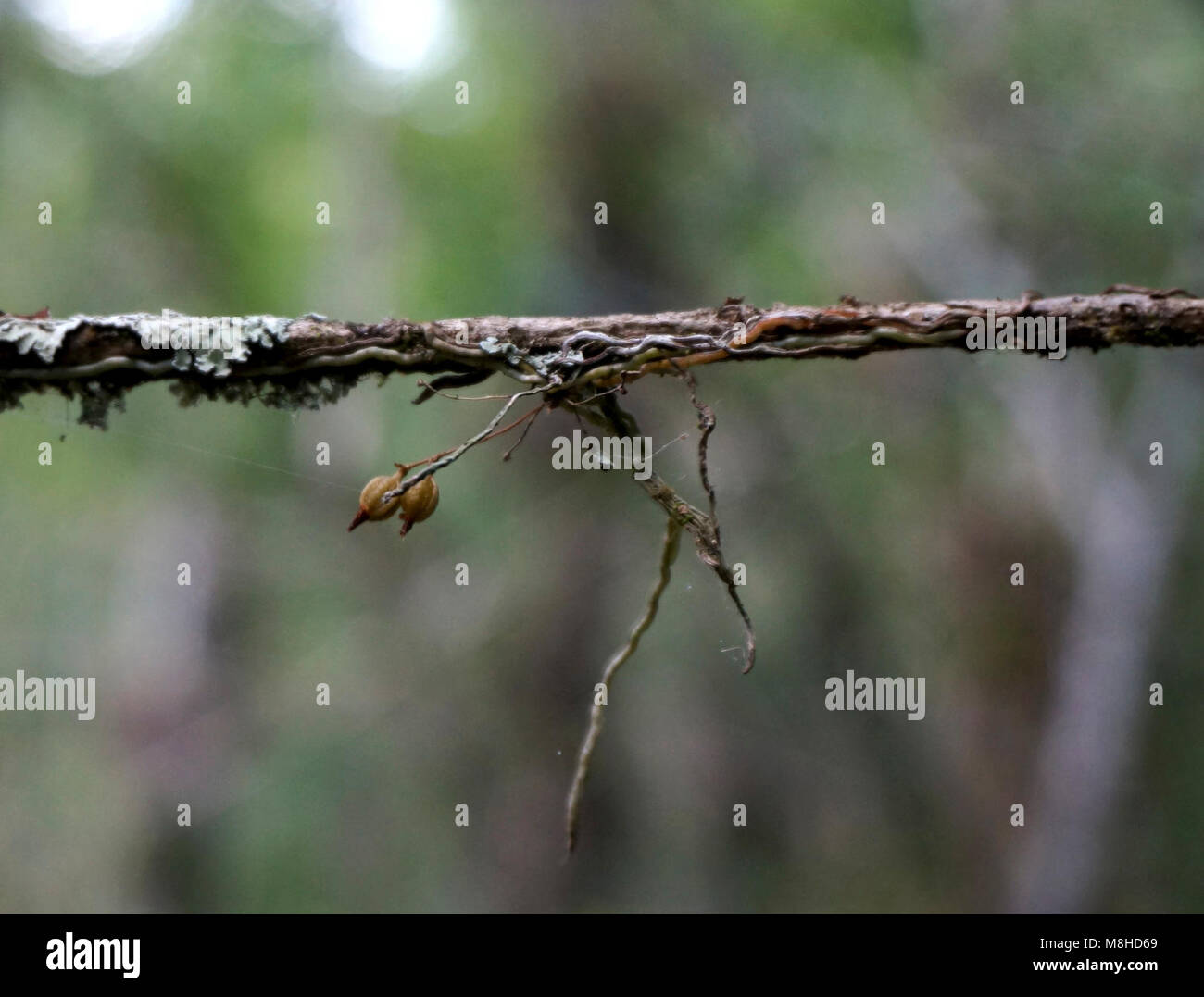 Jingle Bell Orchid seed pods Stock Photo Alamy