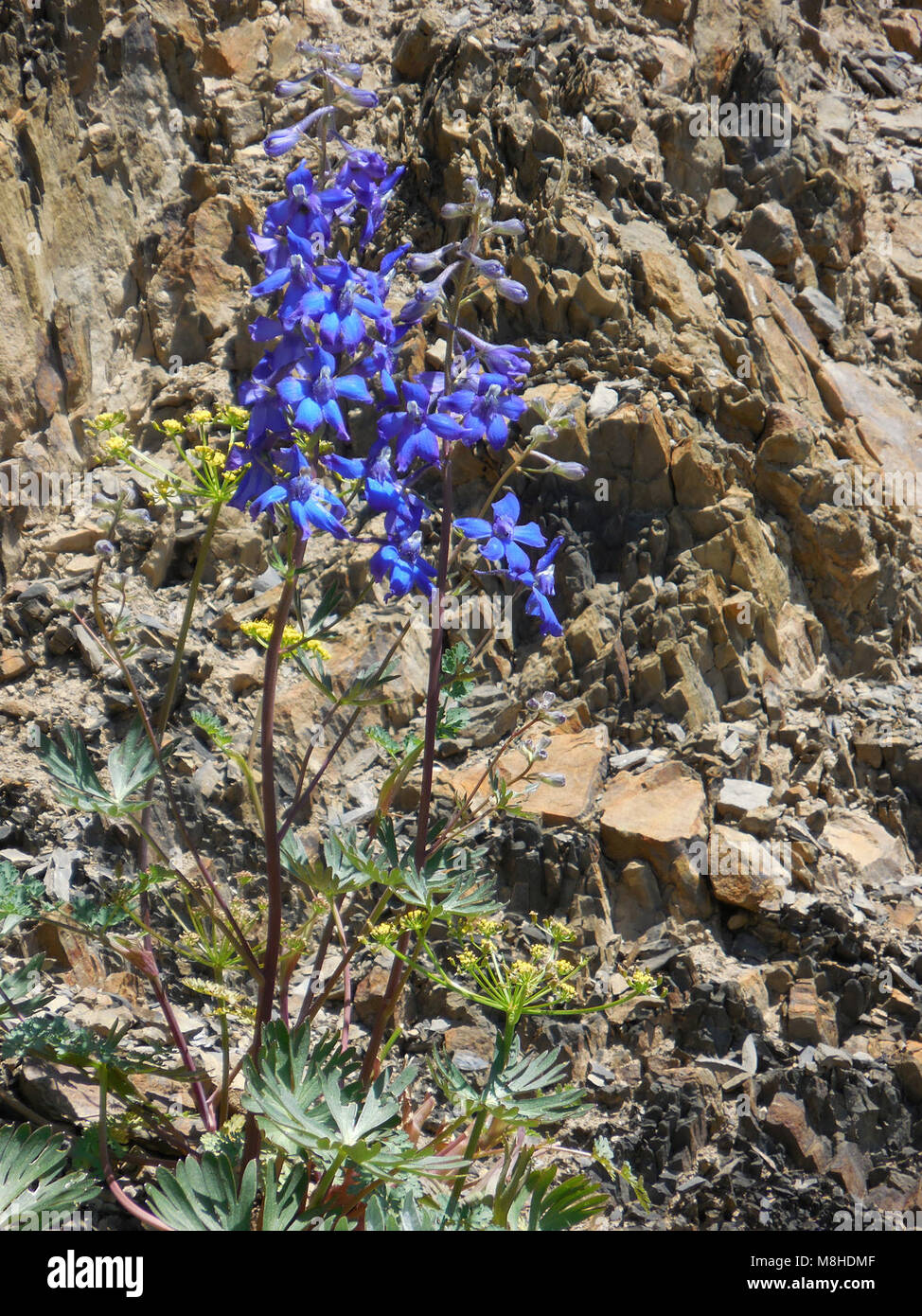 larkspur blue purple wildflowers alpine summer Stock Photo - Alamy