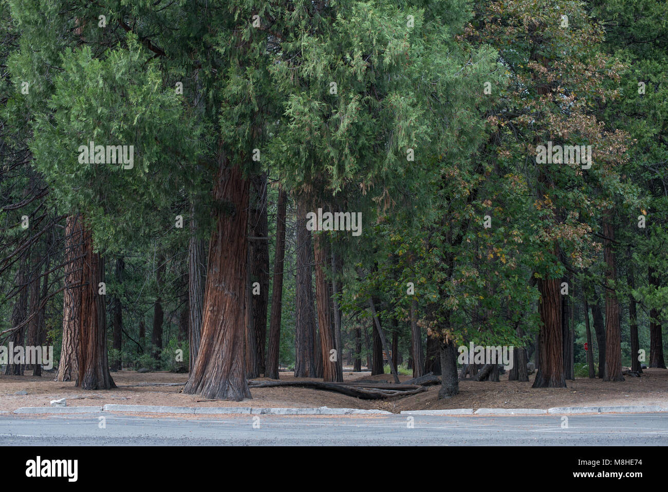 Trees in Yosemite Stock Photo - Alamy