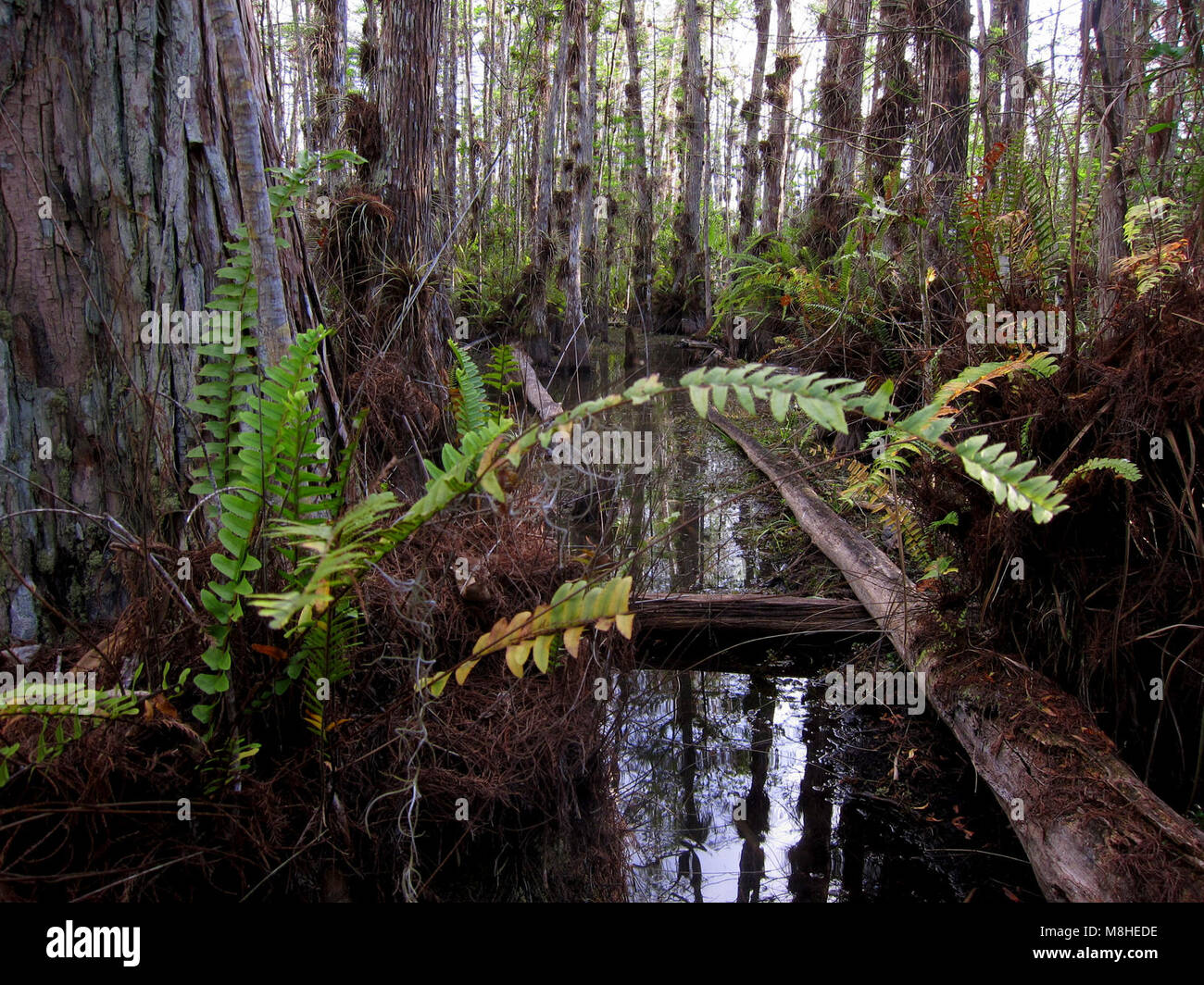 Oasis wet walk trail Stock Photo Alamy
