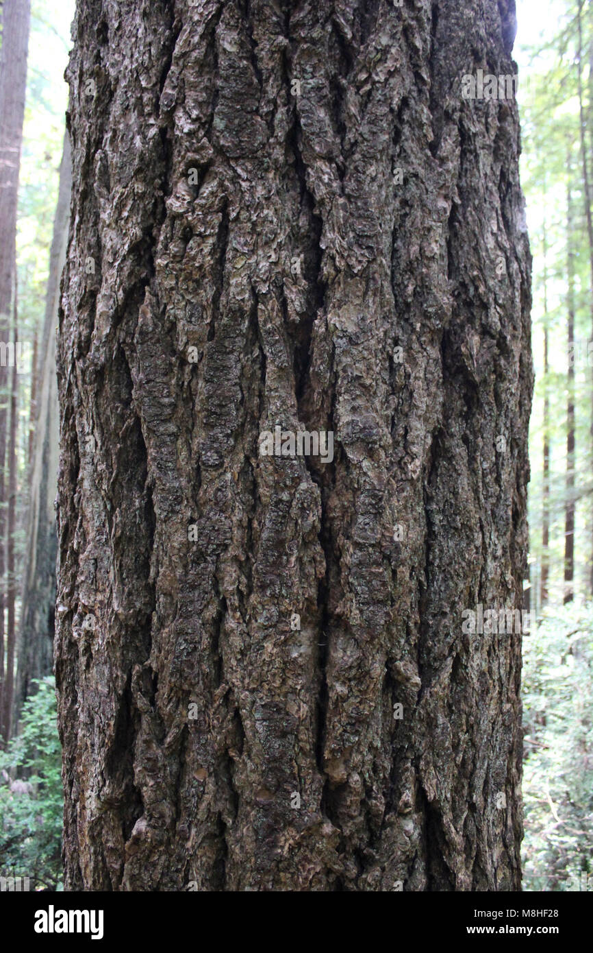 Pseudotsuga menziesii (Douglas Fir) [bark] West Ridge Trail. Stock Photo