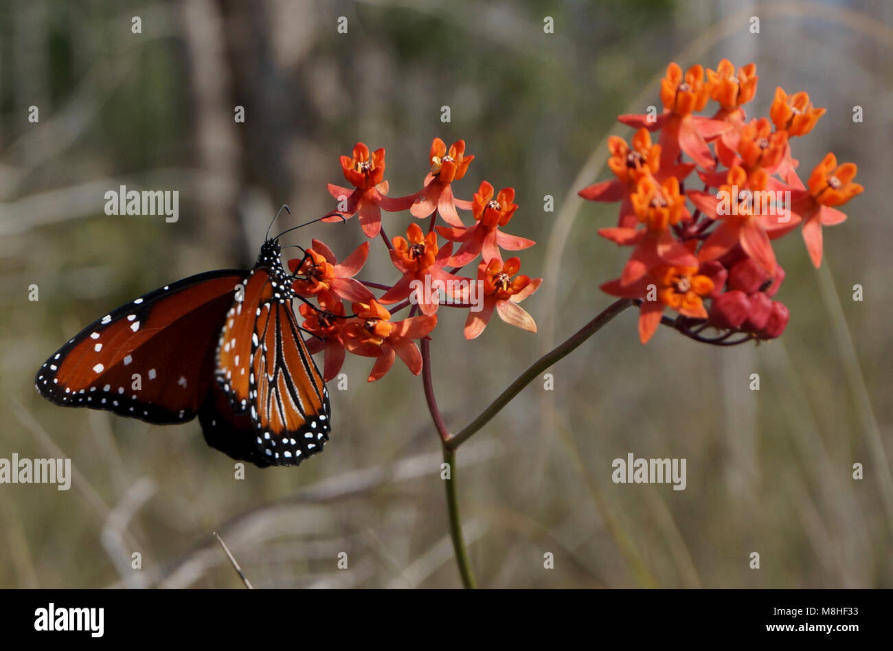 Queen Butterfly on Prairie Milkweed. Stock Photo