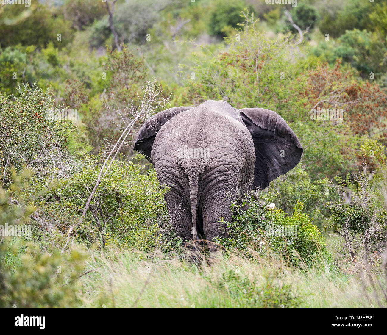 The rear end and tail of an African Elephant, Loxodonta africana, in Kruger NP, South Africa Stock Photo