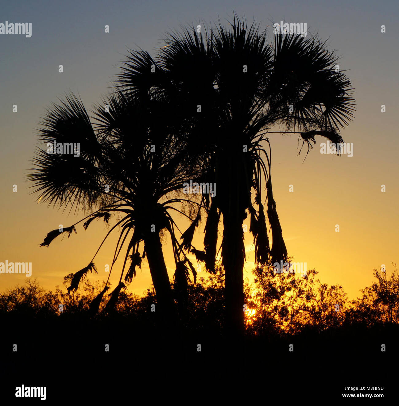Sabal Palms at Sunset Stock Photo Alamy