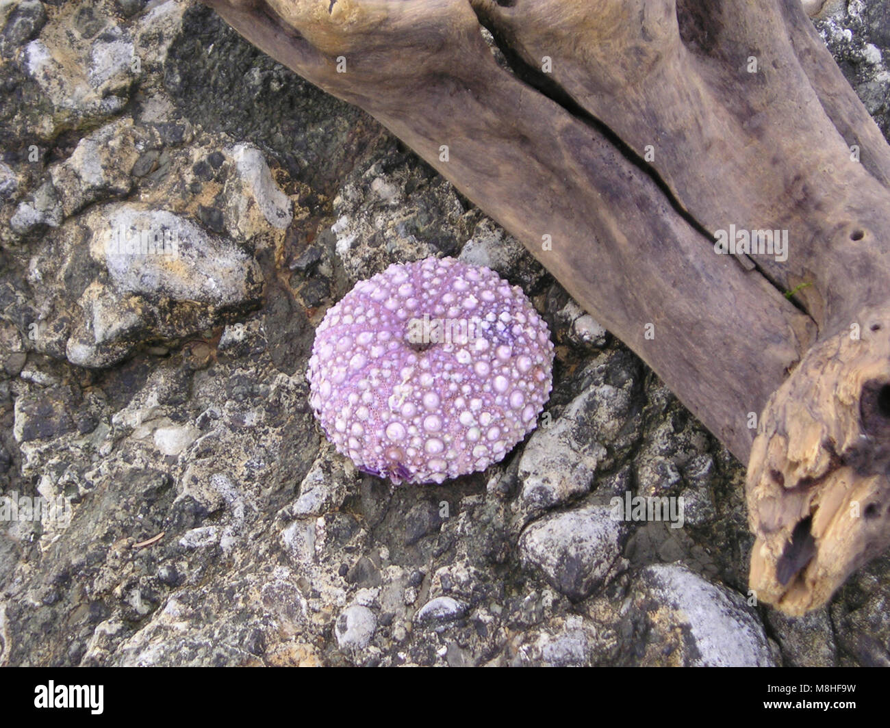 Salt Creek Urchin Shell Stock Photo - Alamy