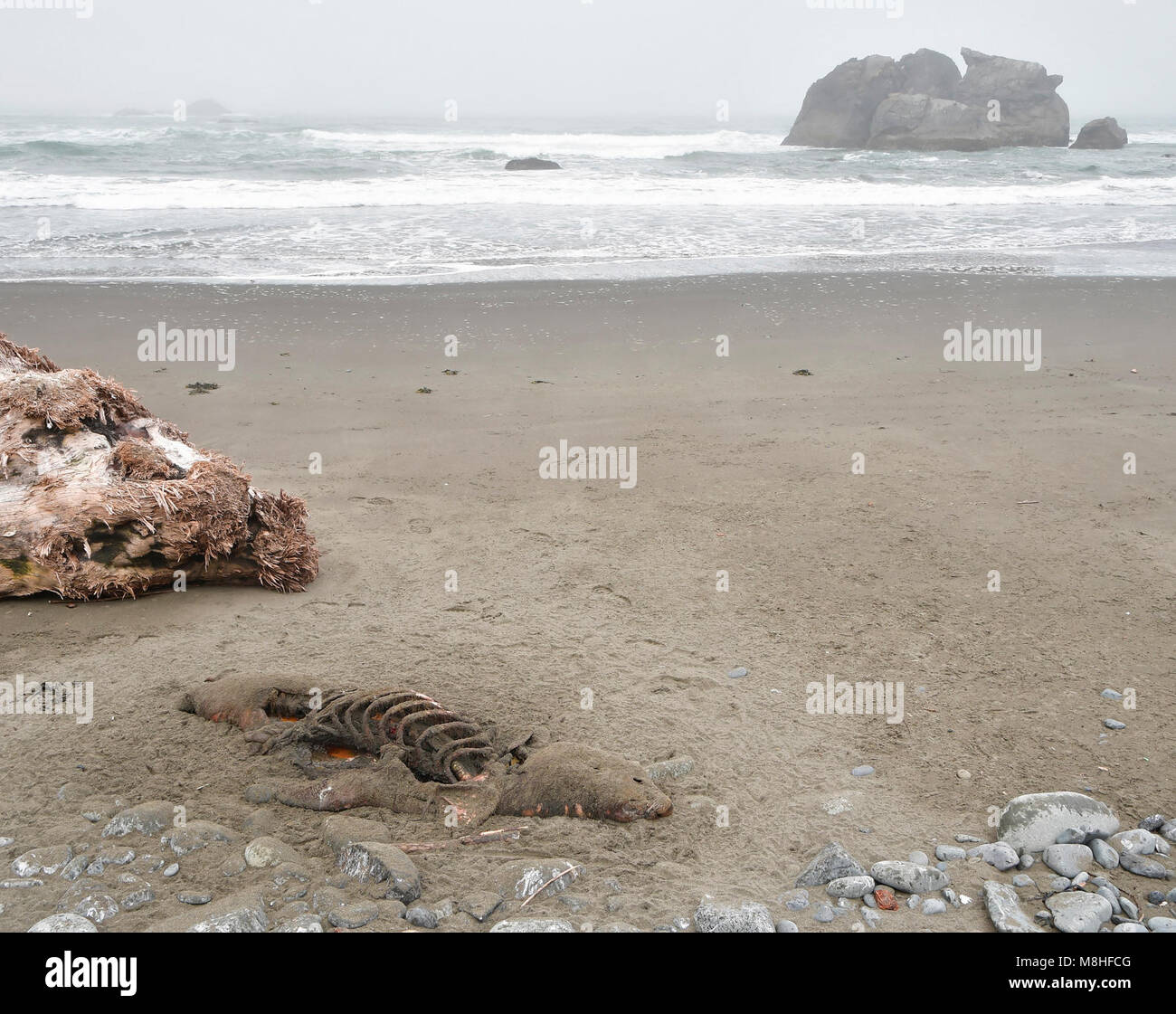 Sealion remains @ Hidden Beach. Sea Lion remains at Hidden Beach, Redwood NP Stock Photo