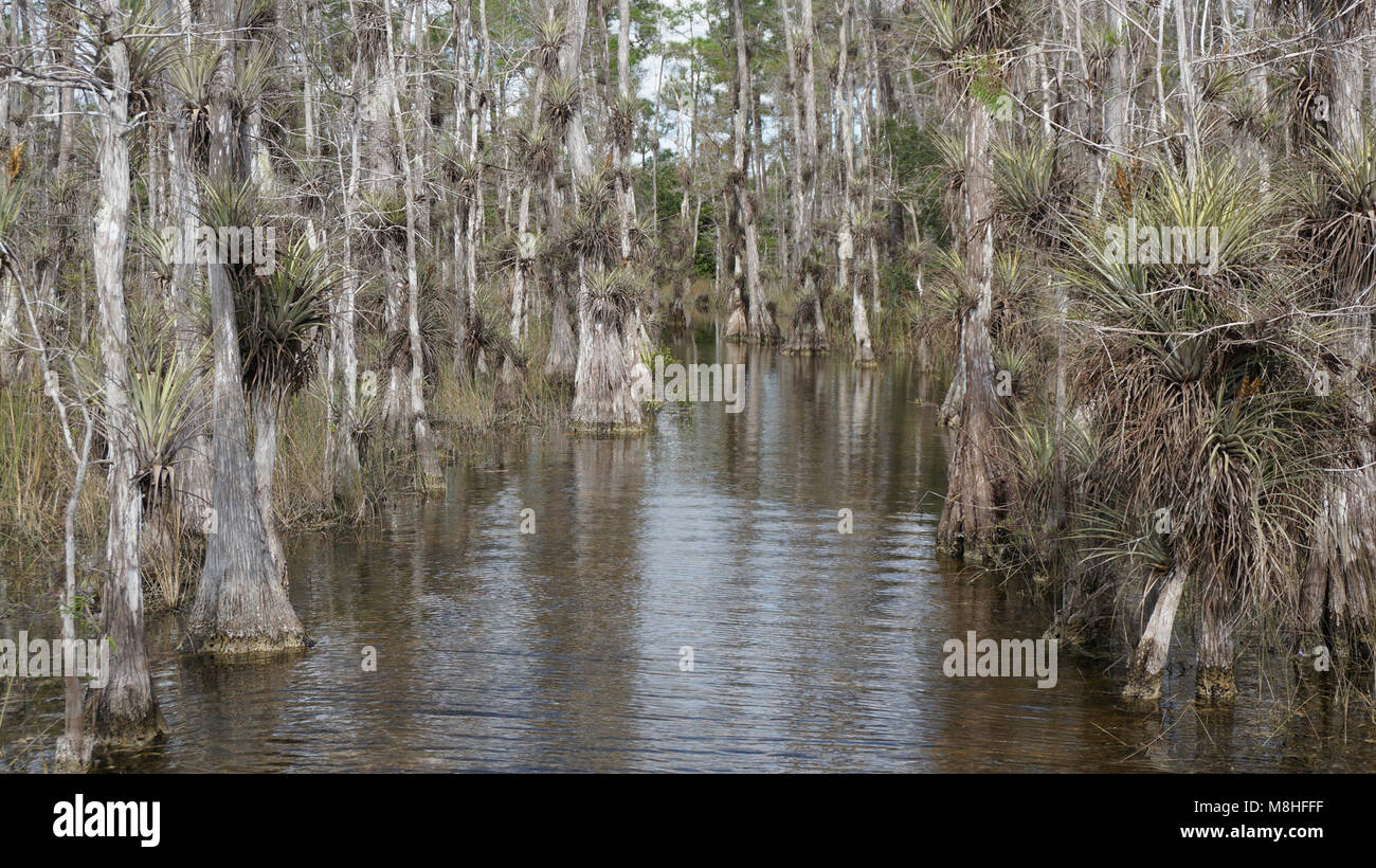 Skillet Strand ORV trail Stock Photo Alamy