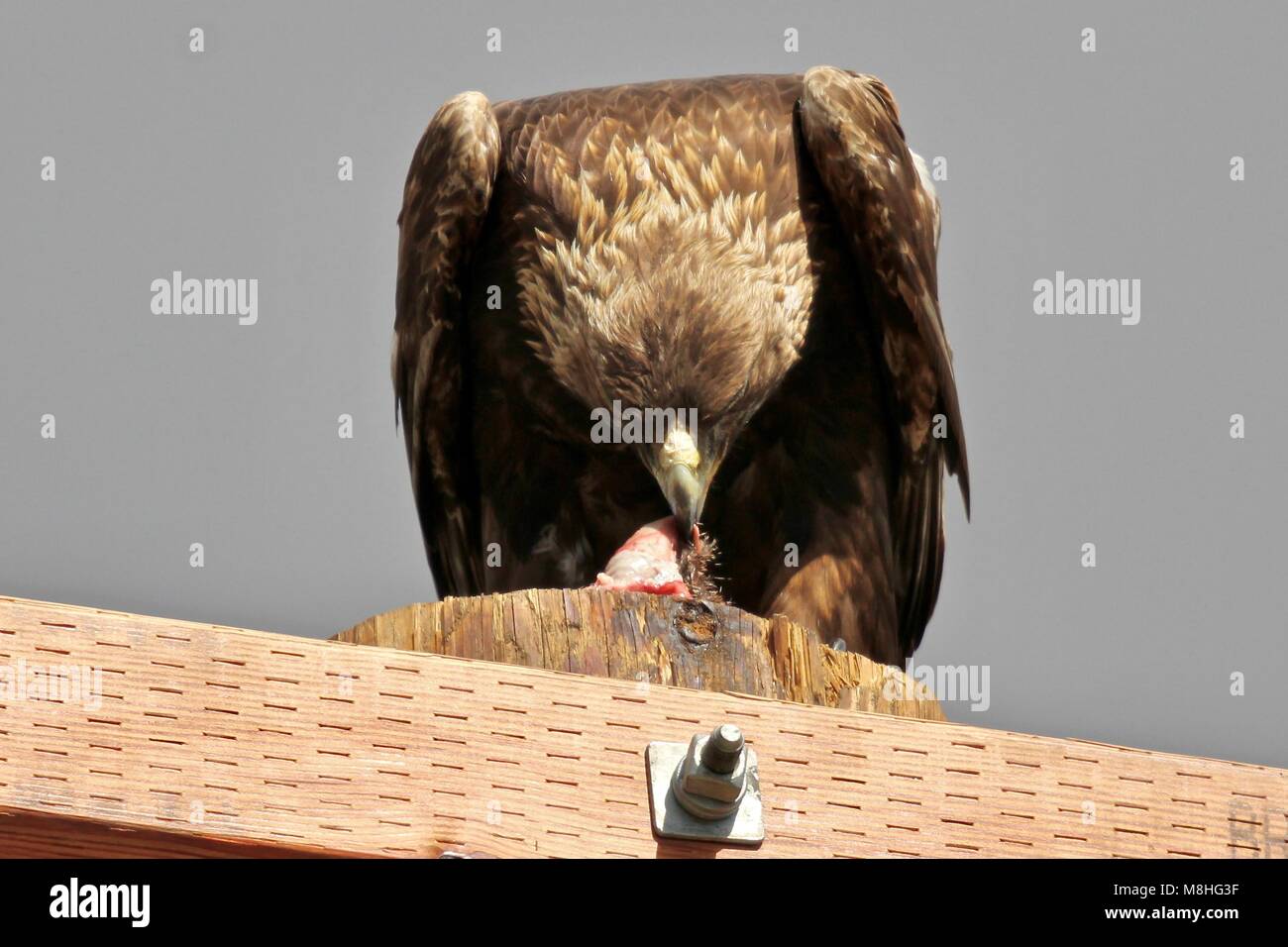 Golden Eagle perched on telephone pole Stock Photo Alamy