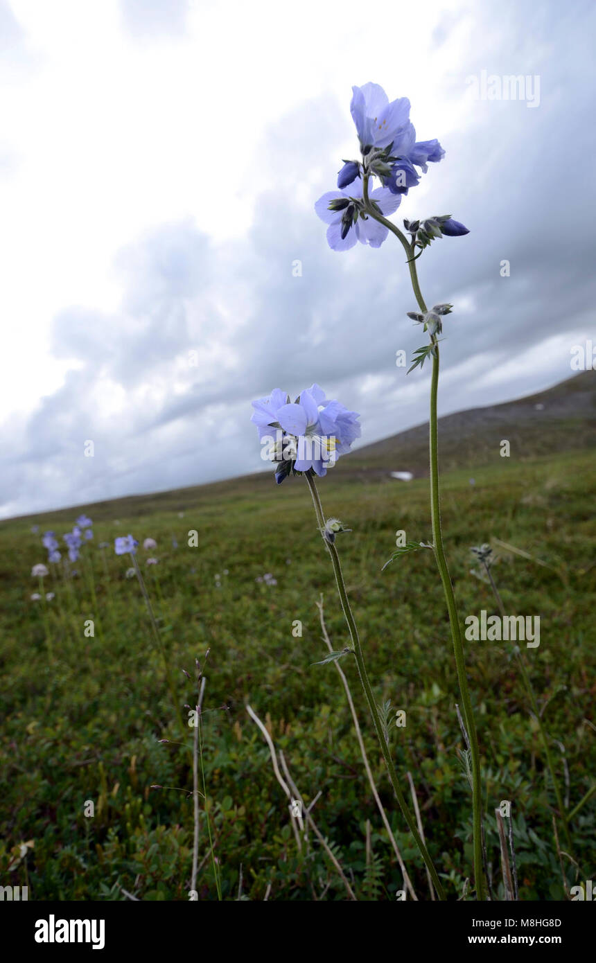 Tall Jacob's Ladder Stock Photo Alamy