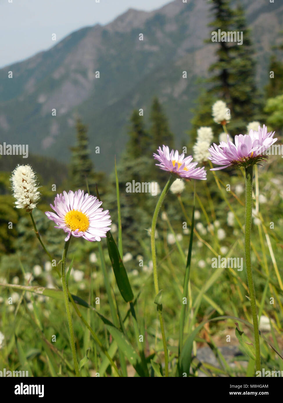 three purple pink fleabane flower alpine wildflowers hurricane ridge. Stock Photo