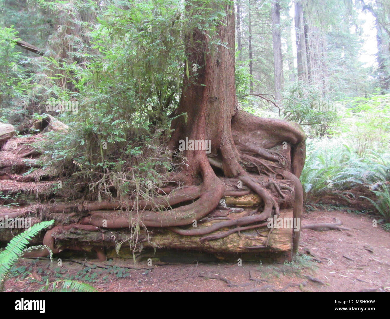 Tsuga heterophylla (Western Hemlock) on redwood - north of Big. Stock Photo