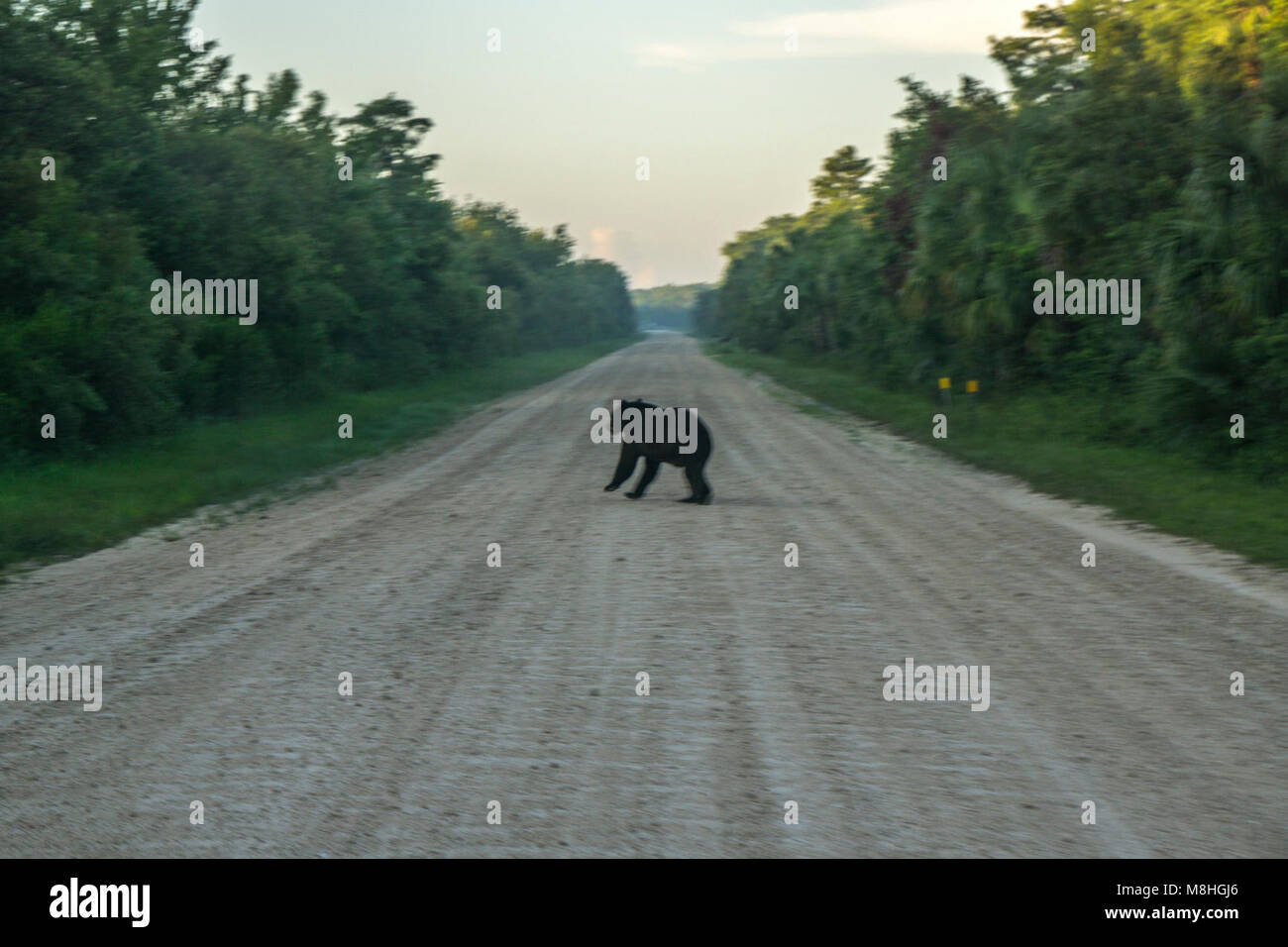 Turner River Road Stock Photo Alamy