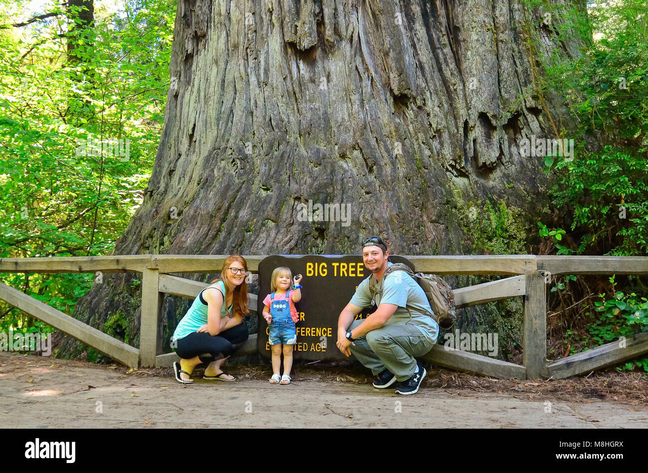 Visitors at Big Tree. Visitors at Big Tree, Prairie Creek Redwoods State Park, CA, Stock Photo