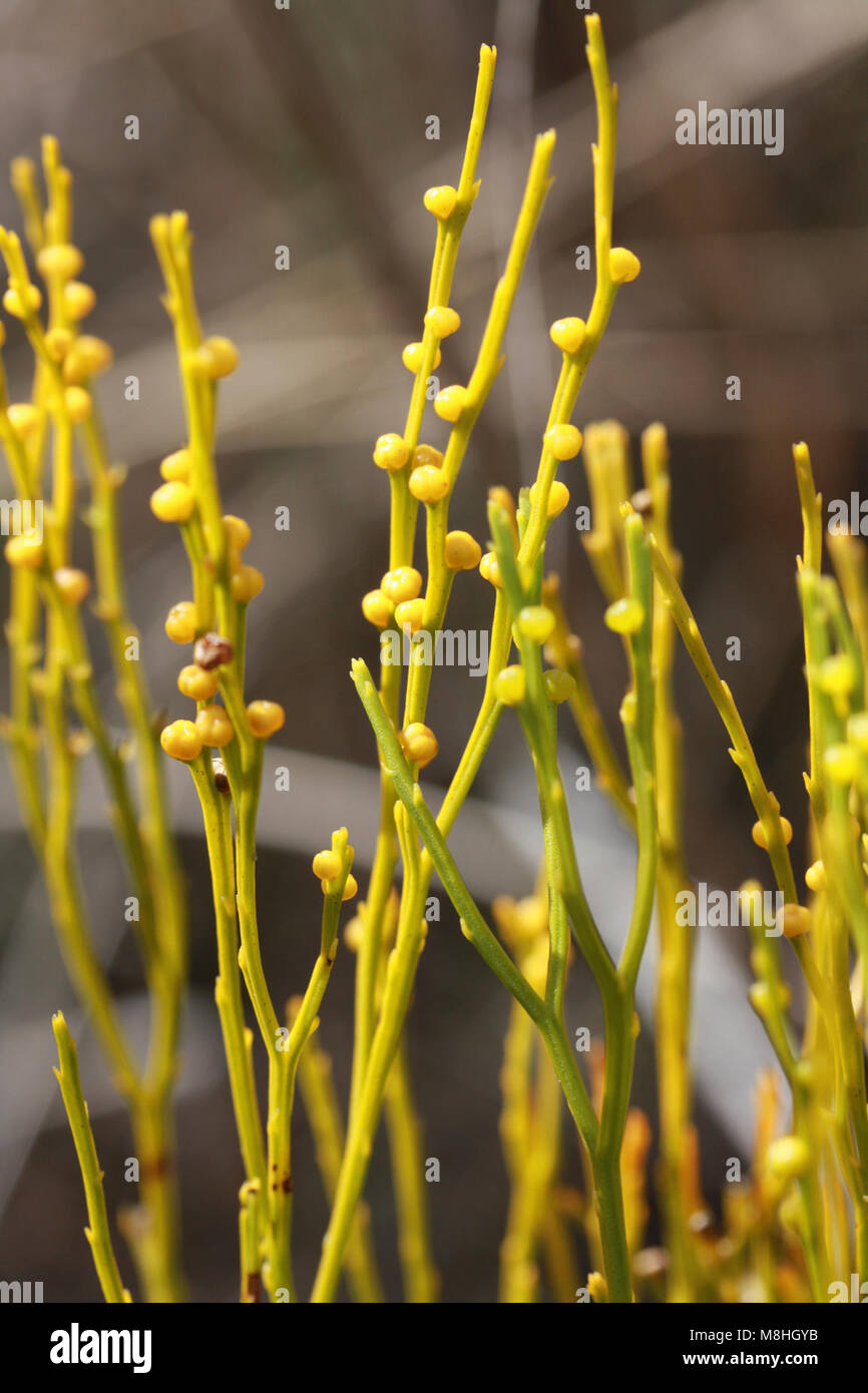 Whisk fern hires stock photography and images Alamy