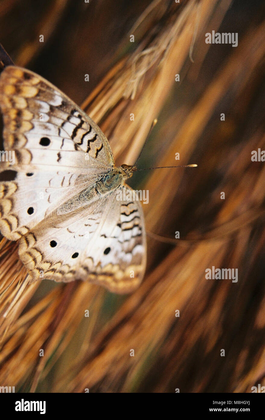 White Peacock Butterfly Stock Photo - Alamy