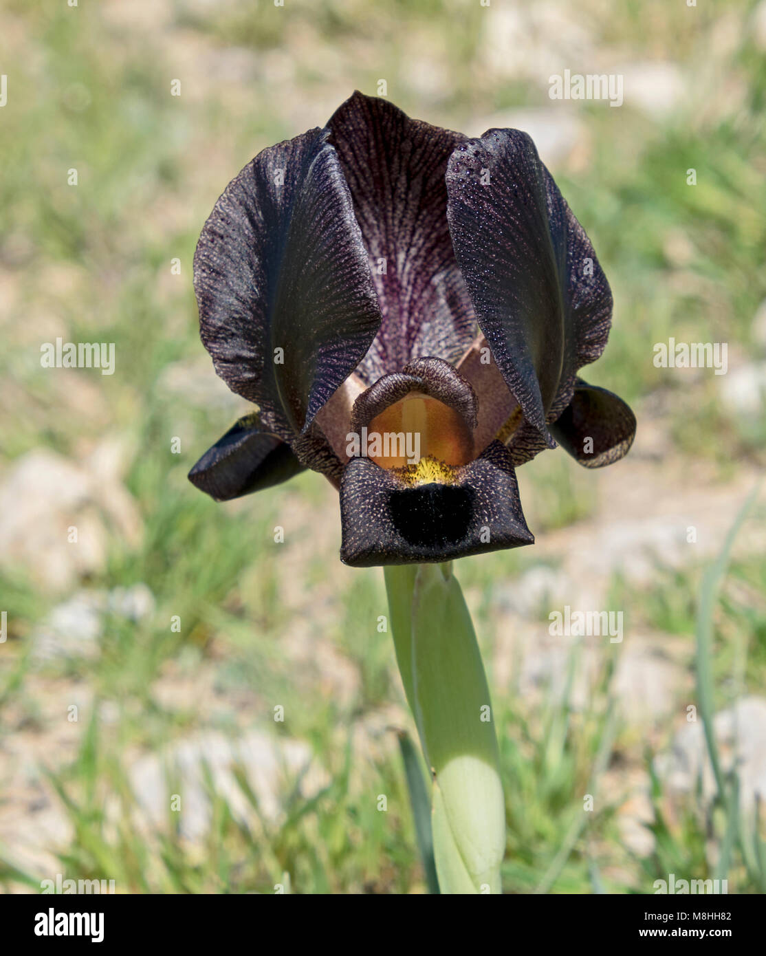 Black iris hi-res stock photography and images - Alamy