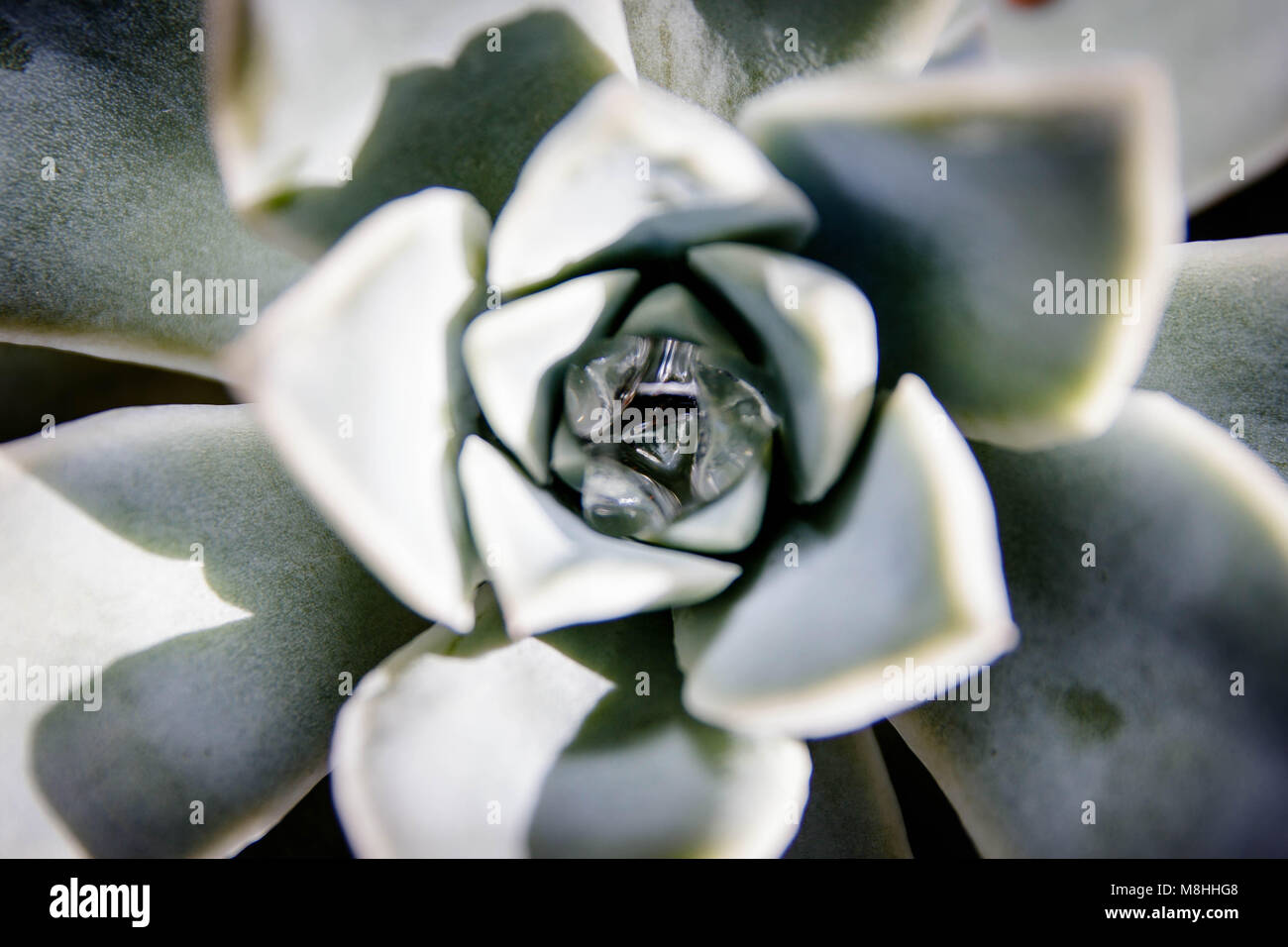 Isolated desert rose hi-res stock photography and images - Alamy