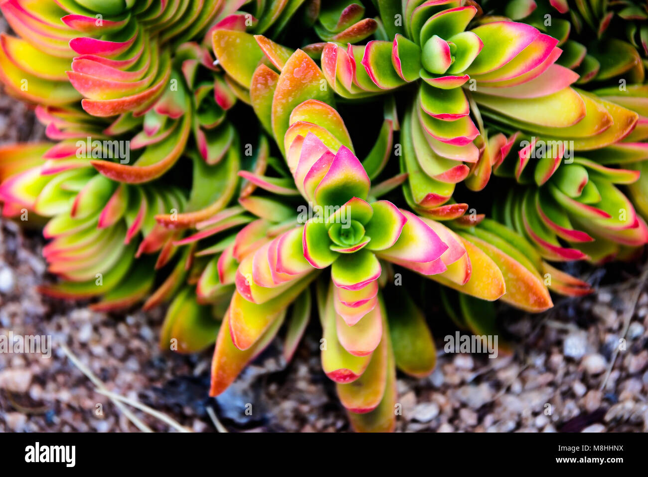Desert Succulents/plants Stock Photo