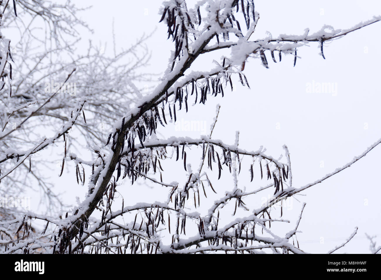 In the street in the winter. The branches are covered with snow Stock ...