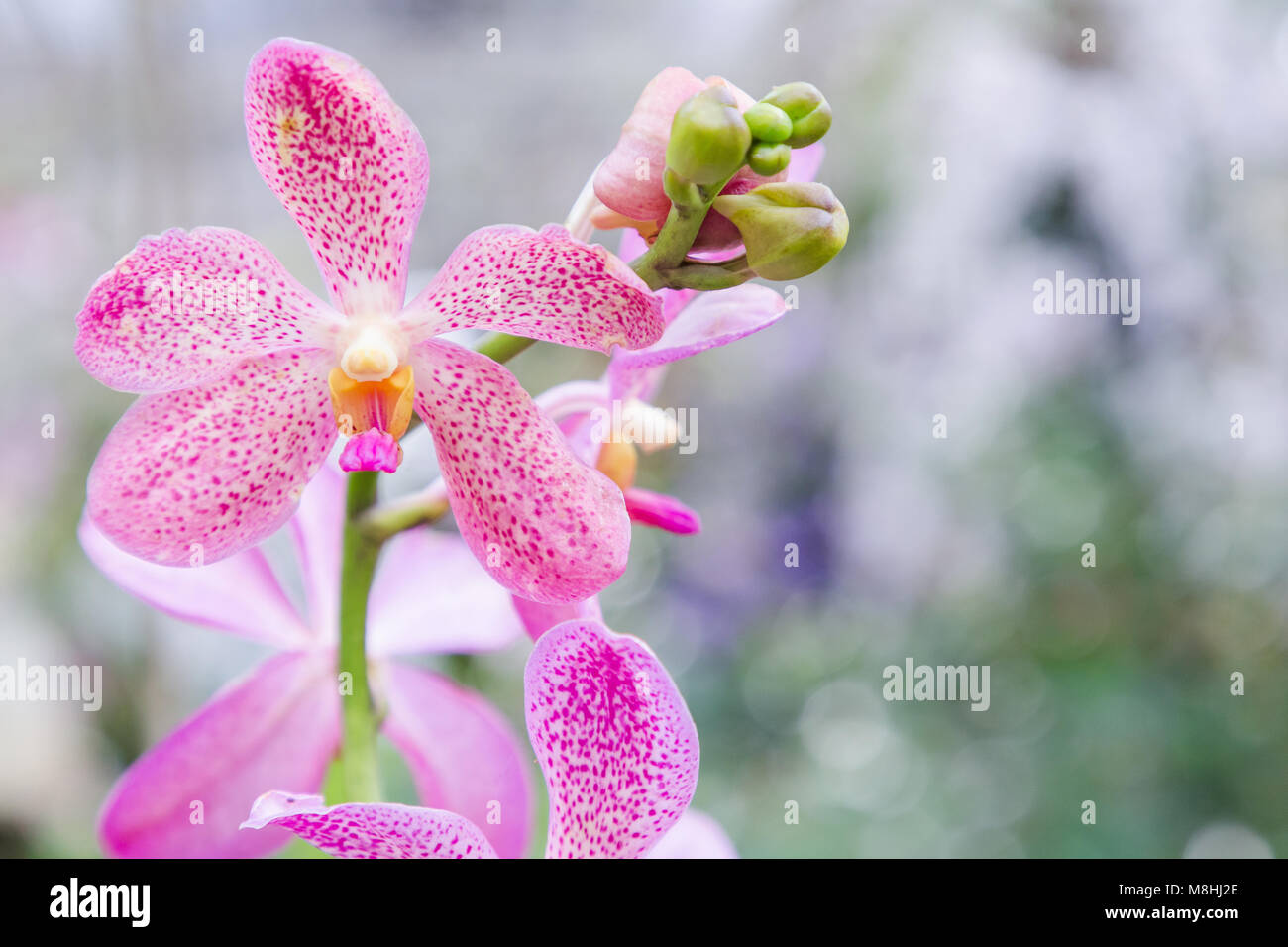 Orchid flower in orchid garden at winter or spring day for postcard beauty and agriculture idea concept design. Mokara Orchid or Arachnis Orchid. Stock Photo