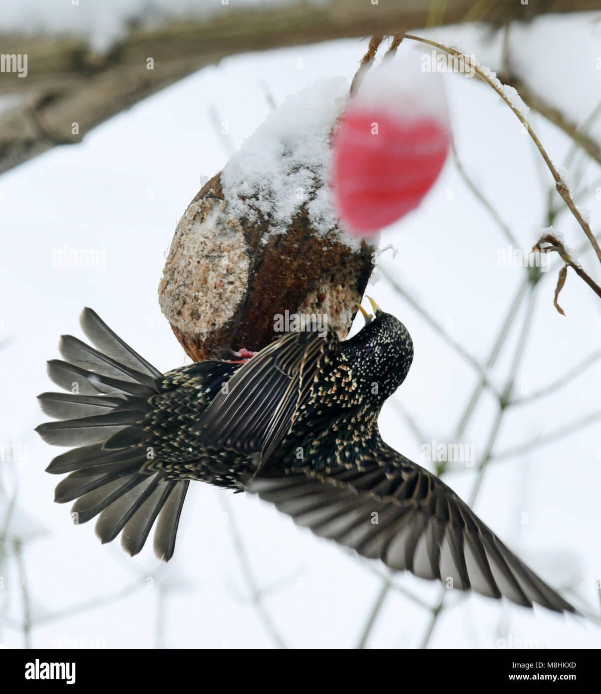 Leipzing, Germany, 17 Mar 2018.  A starling at a bird feeder. A snow-covered plastic Easter egg is visible in the foreground. Photo: Waltraud Grubitzsch/dpa-Zentralbild/dpa Stock Photo