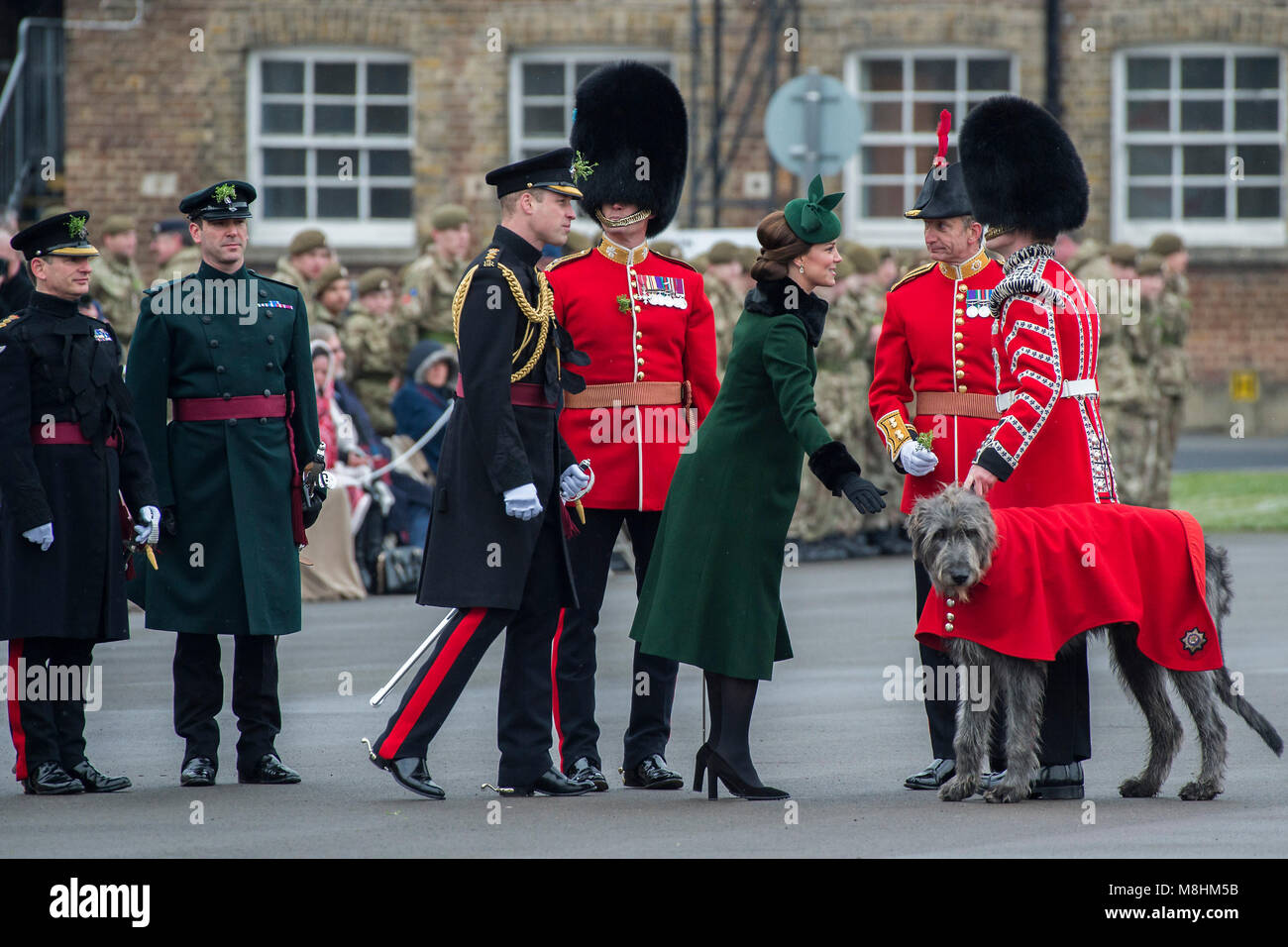 London, UK, 17 Mar 2018. The mascot, the Irish Wolfhound Domhnal recieves his shamrock - The Duke of Cambridge, Colonel of the Irish Guards, accompanied by The Duchess of Cambridge, visited the 1st Battalion Irish Guards at their St. Patrick's Day Parade. 350 soldiers marched onto the Parade Square at Cavalry Barracks led by their mascot, the Irish Wolfhound Domhnall. Her Royal Highness presented the shamrock to Officers and Warrant Officers, who in turn issued it along the ranks. The parade concluded with a march-past during which His Royal Highness Prince William took the salute. Stock Photo