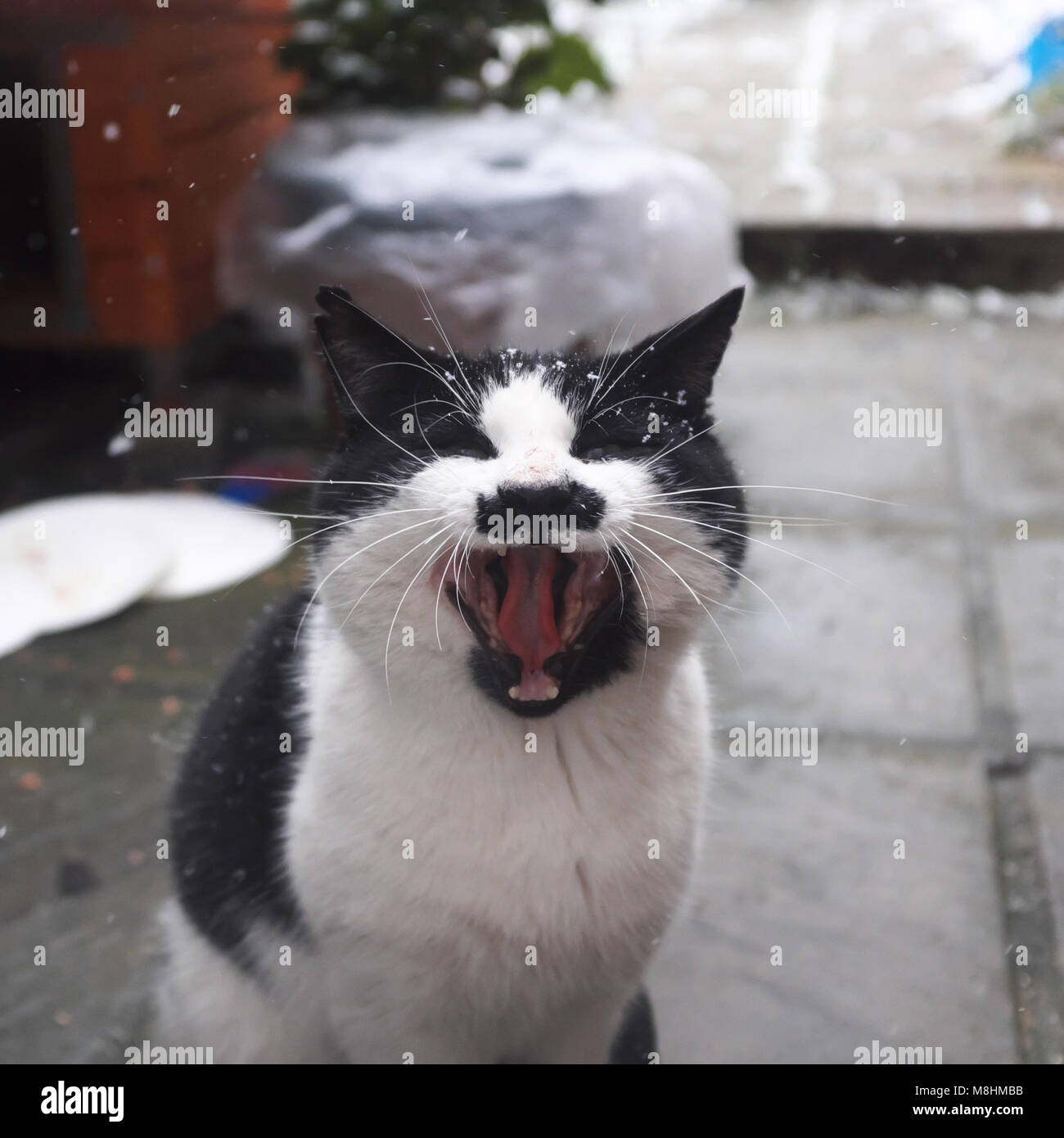 Hitler Cat High Resolution Stock Photography And Images Alamy